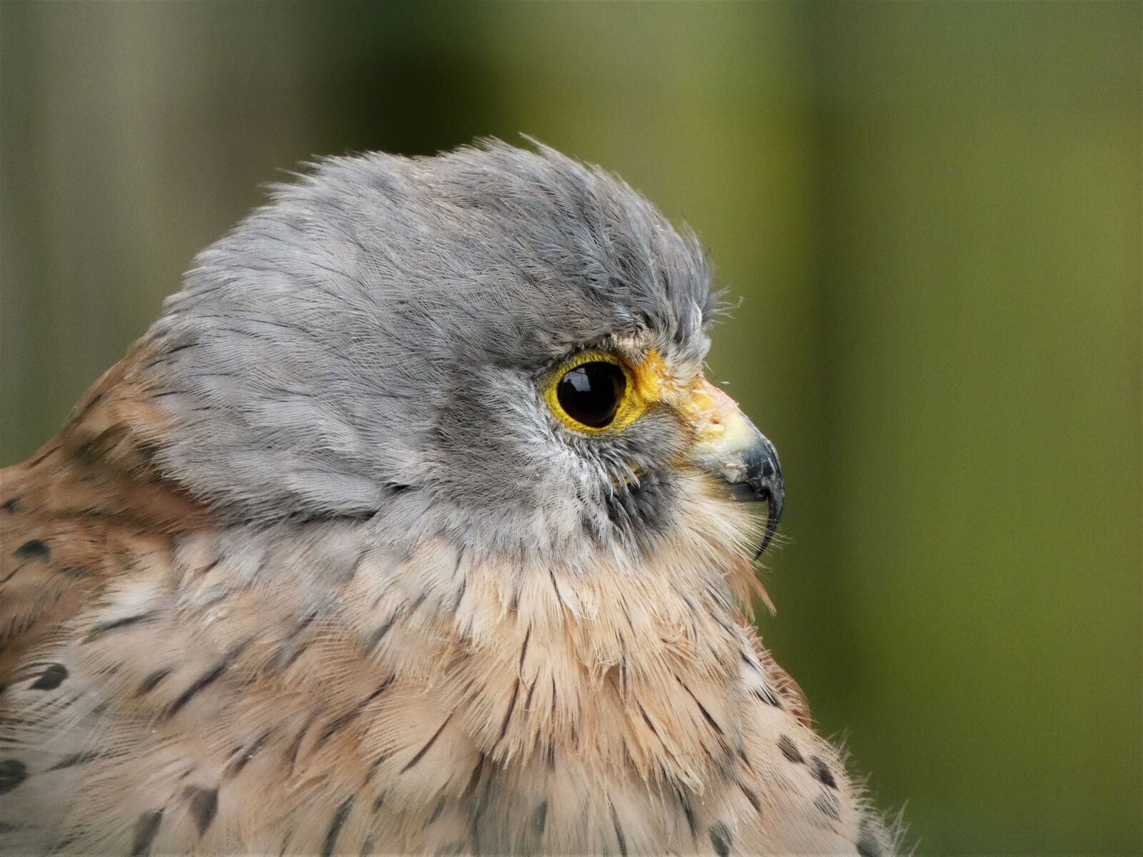 Panasonic Lumix DC-FZ80 (Lumix DC-FZ82) sample photo. Kestrel, head, bill photography