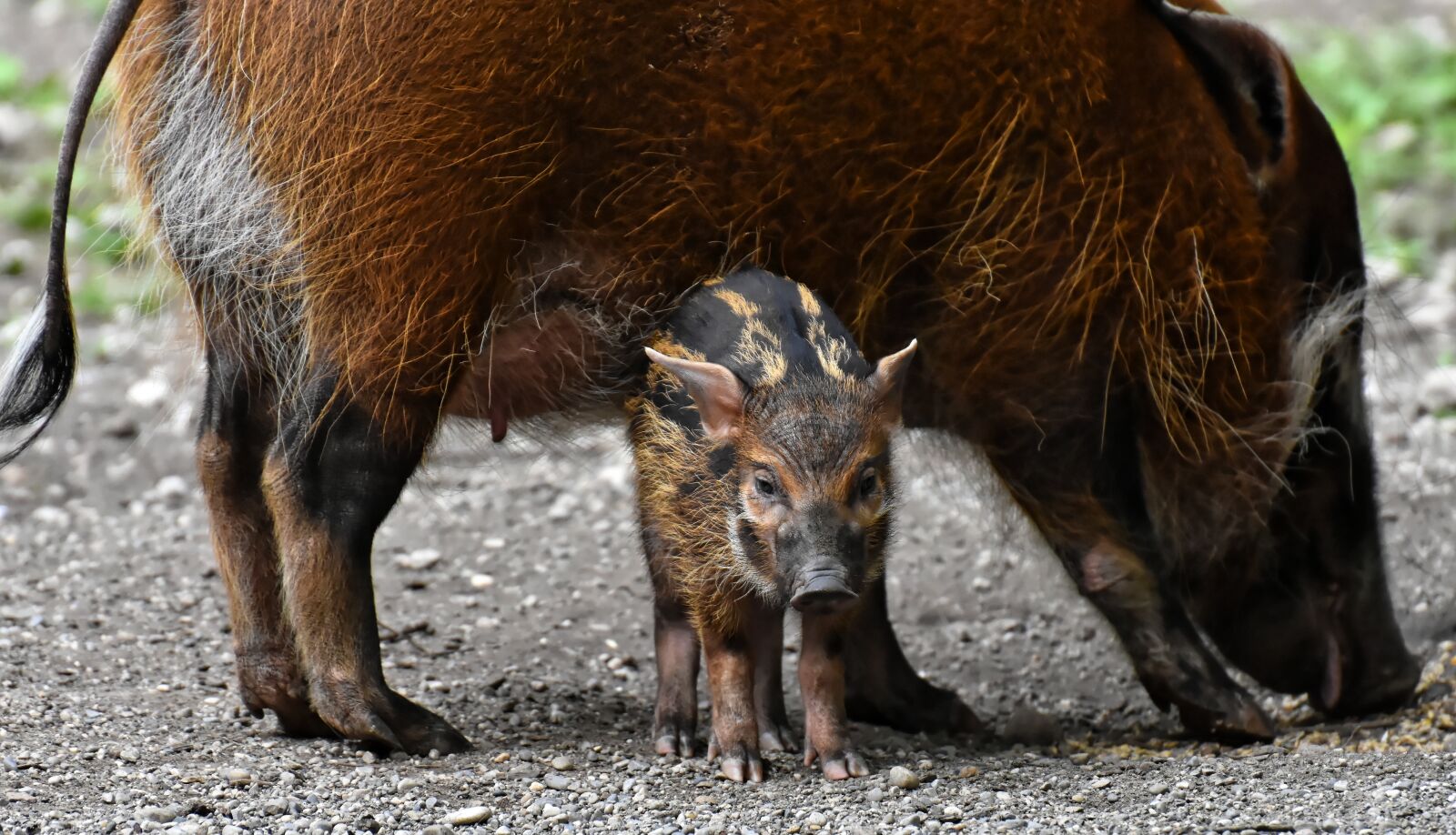 Nikon D7200 sample photo. Brush ear pig, potamochoerus photography