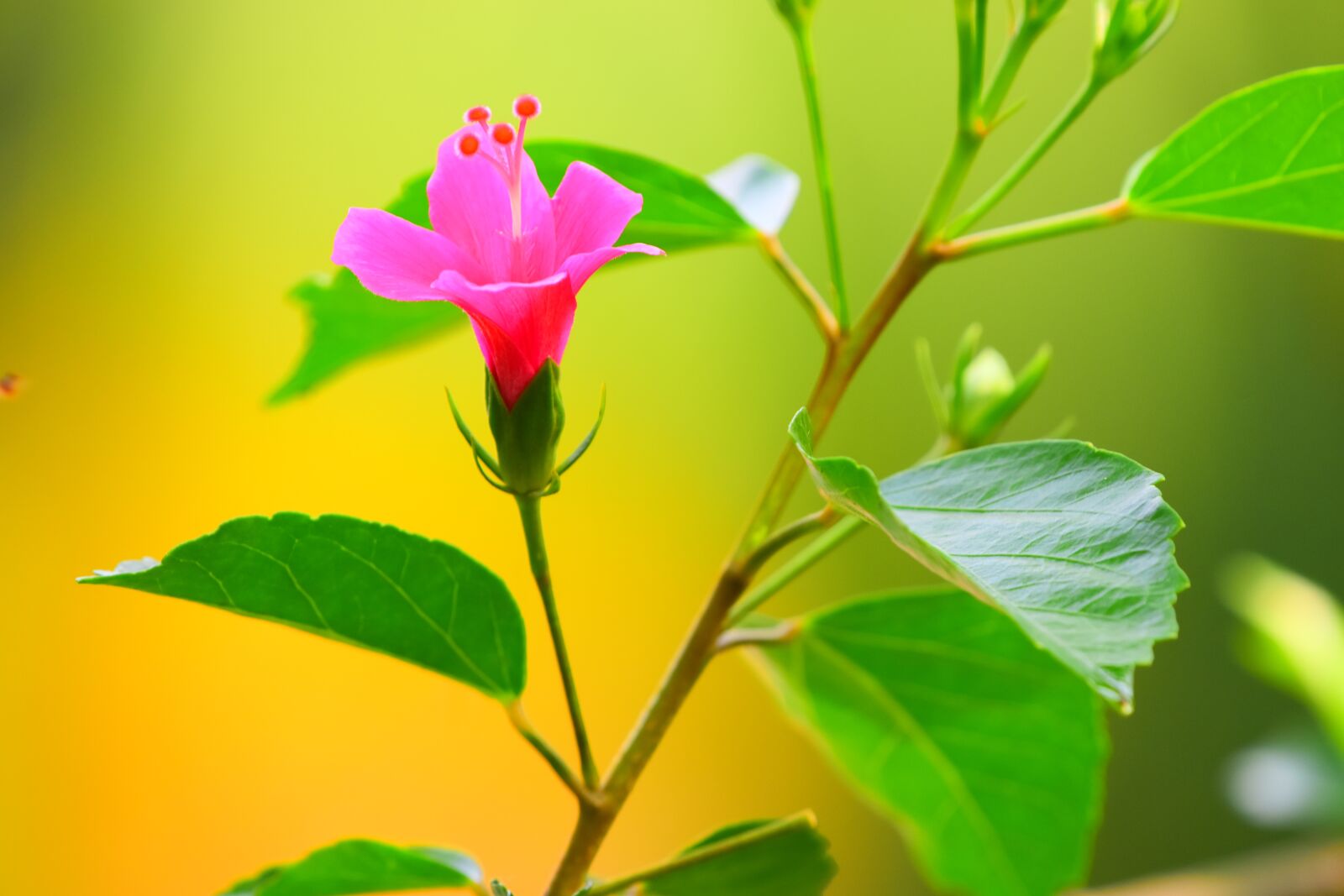 Nikon D5600 sample photo. Nature, leaf, flora photography