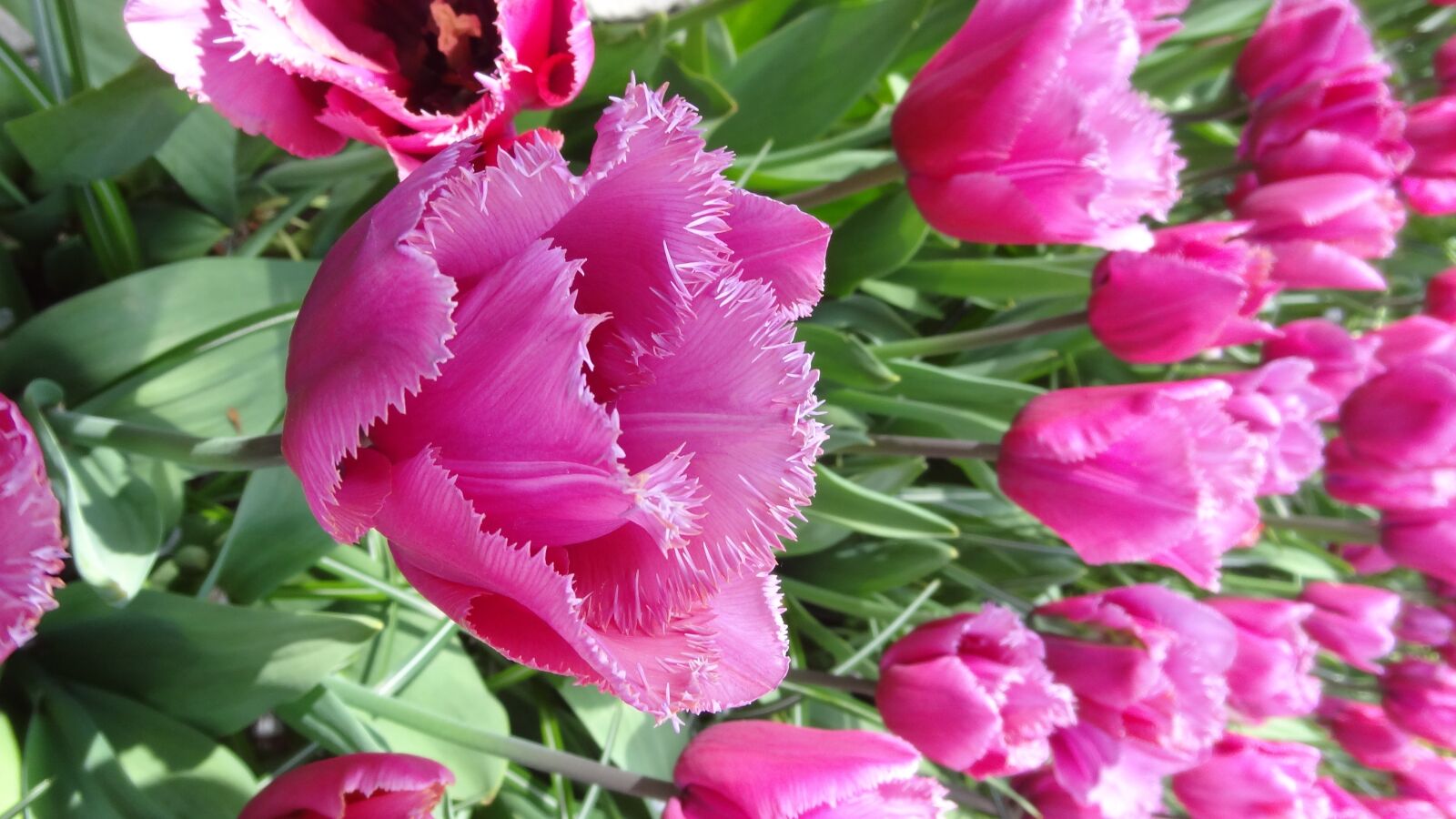 Sony Cyber-shot DSC-HX9V sample photo. Tulips, netherlands, flower spring photography