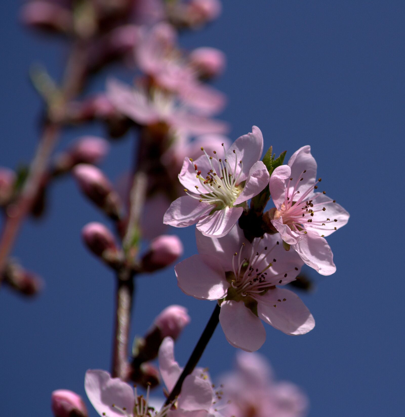 Nikon D3100 sample photo. Flower, pink, fruit tree photography