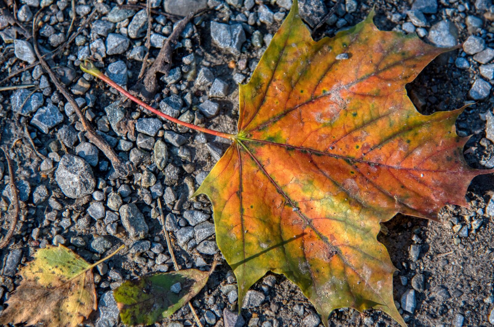 Nikon D750 sample photo. Maple leaf, leaves, autumn photography
