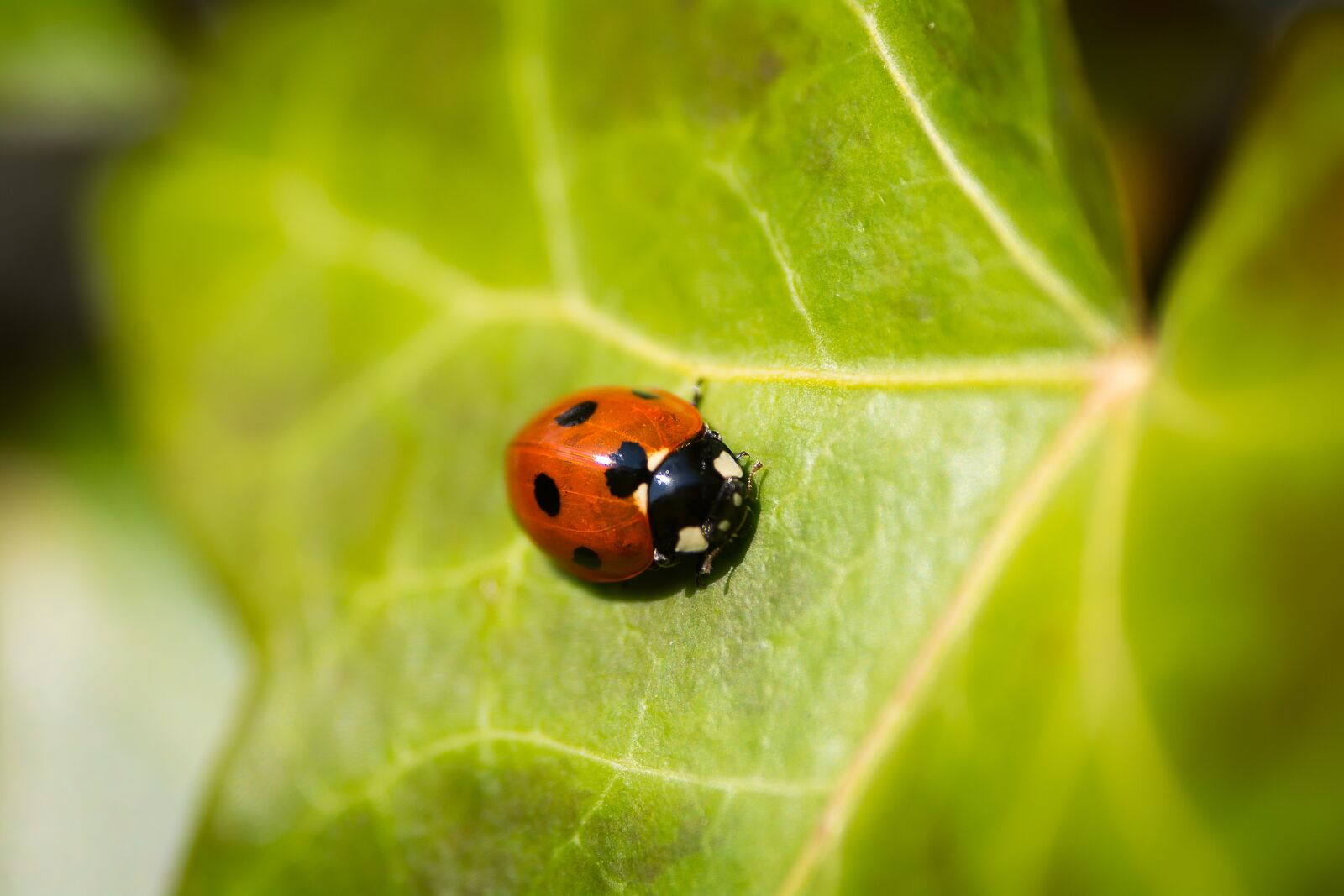 Nikon D7100 sample photo. Beetle, insect, ladybird photography