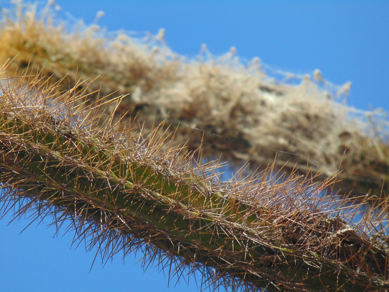 Sony Cyber-shot DSC-H300 sample photo. Cactus-madagascar, thorns, flowers photography