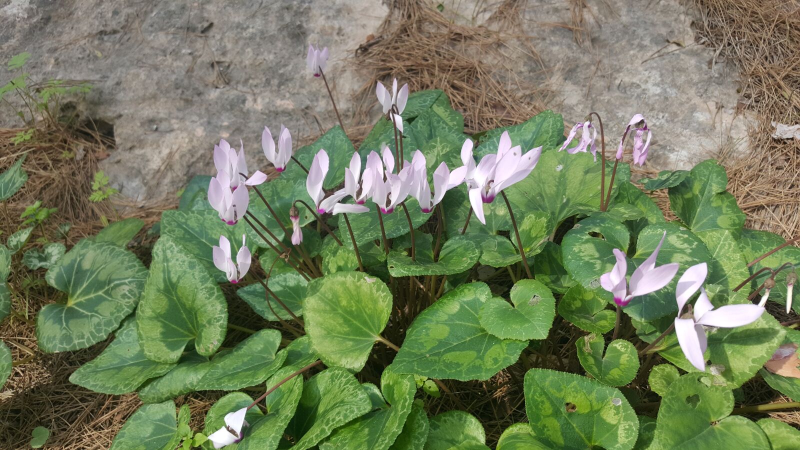 Samsung Galaxy S6 sample photo. Flora, flower, leaf photography