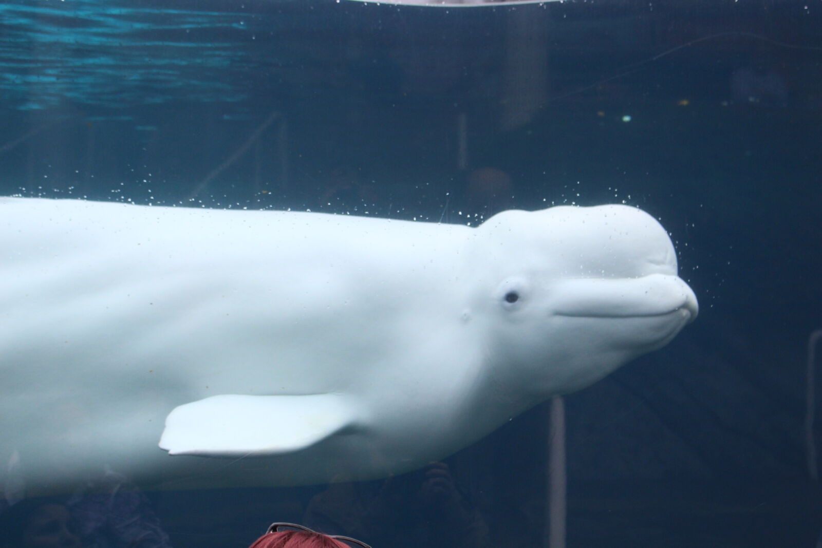 Canon EOS 700D (EOS Rebel T5i / EOS Kiss X7i) sample photo. Beluga, water, whale photography