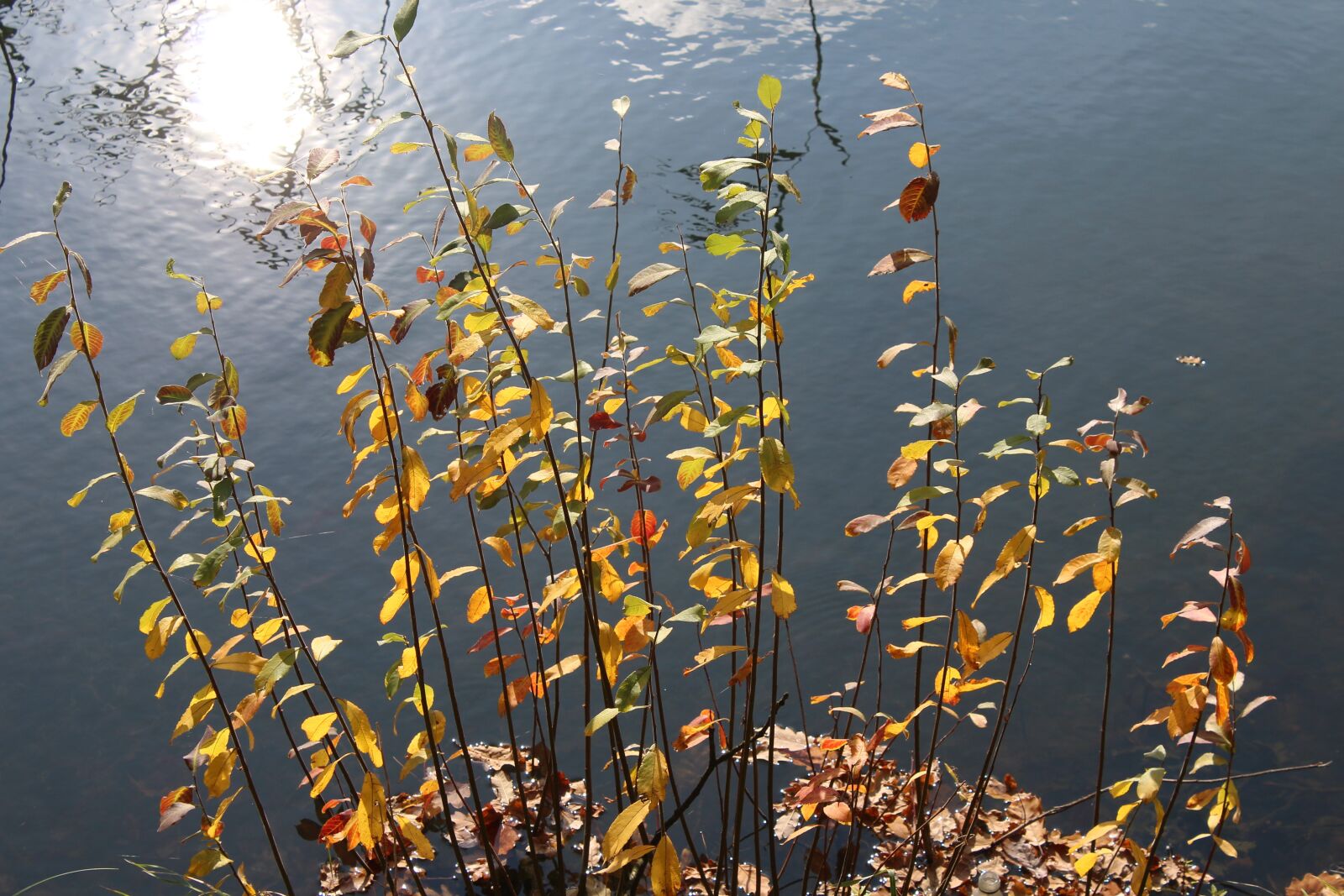 Canon EOS 1200D (EOS Rebel T5 / EOS Kiss X70 / EOS Hi) sample photo. Autumn leaves, water, nature photography