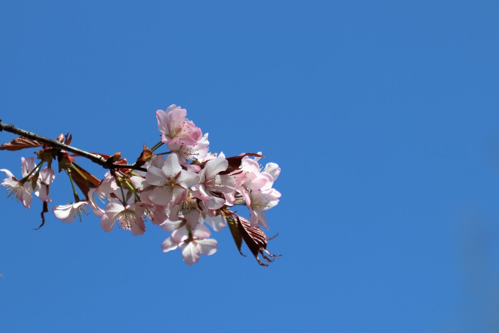 Canon EOS 77D (EOS 9000D / EOS 770D) sample photo. Flowers, sakura, sky photography