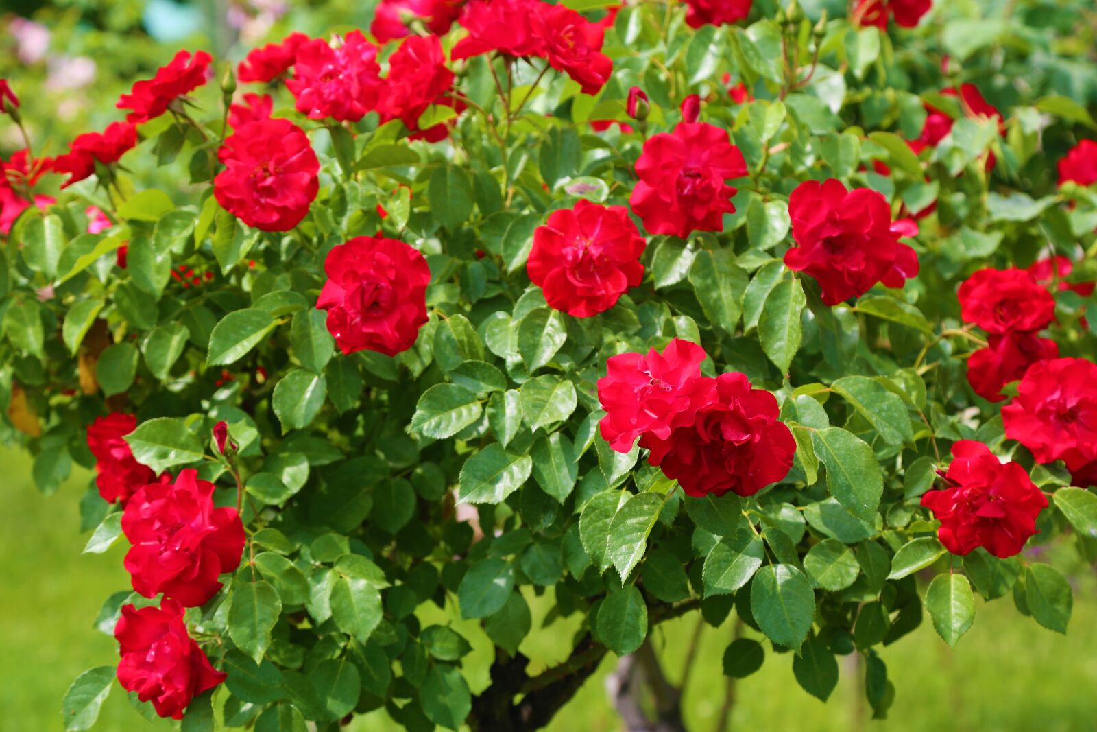 Canon EF 24-105mm F4L IS USM sample photo. Rose, red rose, rose photography