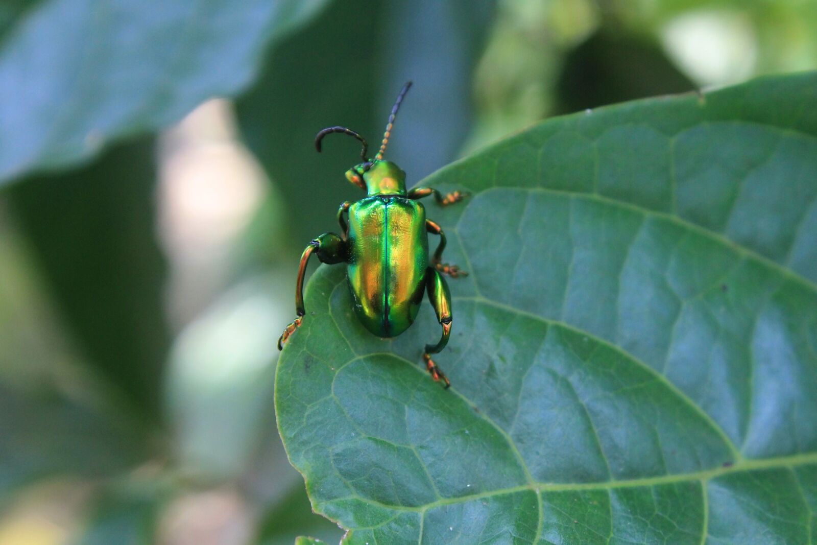 Canon EOS 1100D (EOS Rebel T3 / EOS Kiss X50) sample photo. Green bug, insect, animal photography