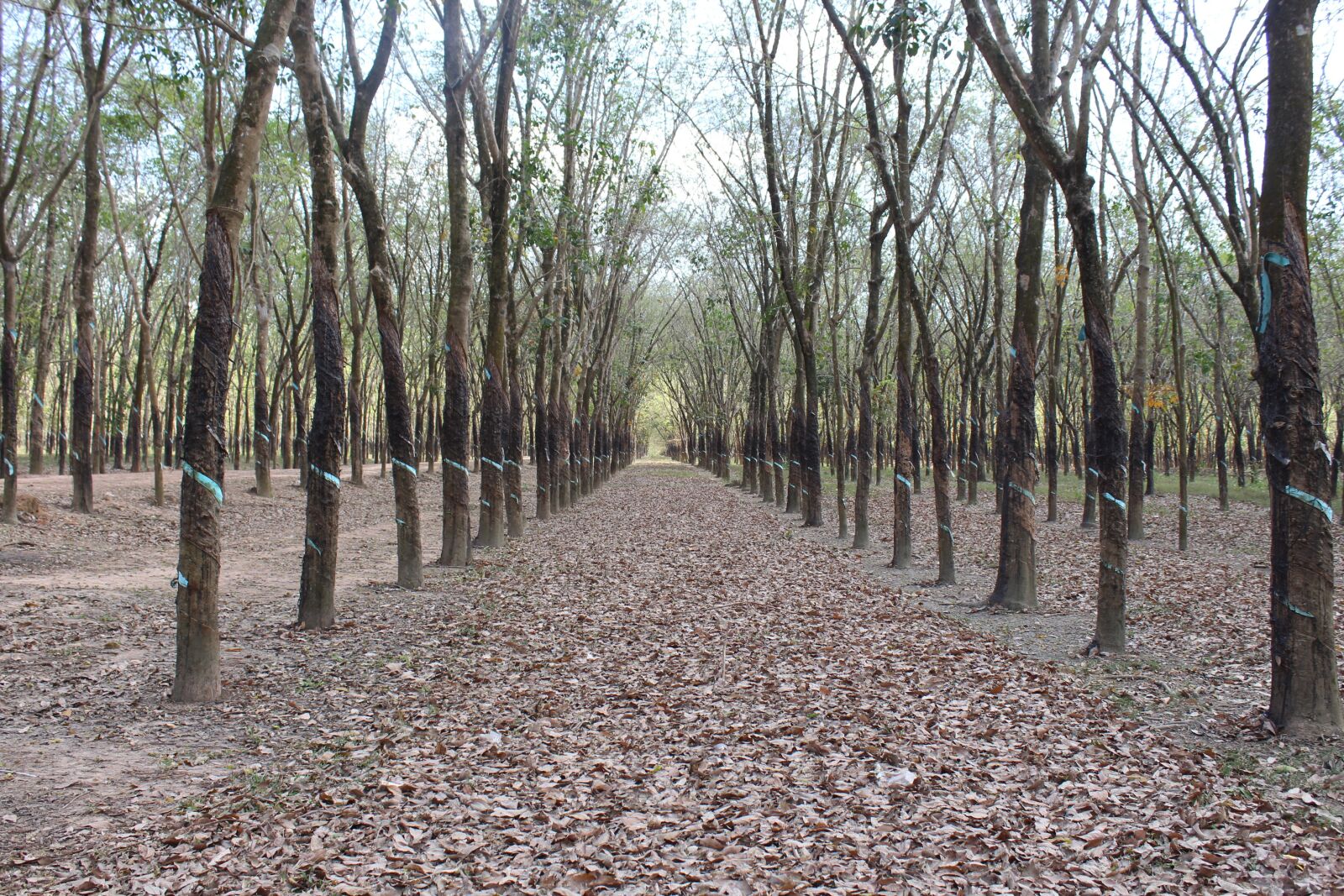 Canon EOS 1300D (EOS Rebel T6 / EOS Kiss X80) sample photo. Vietnam, asia, forest photography