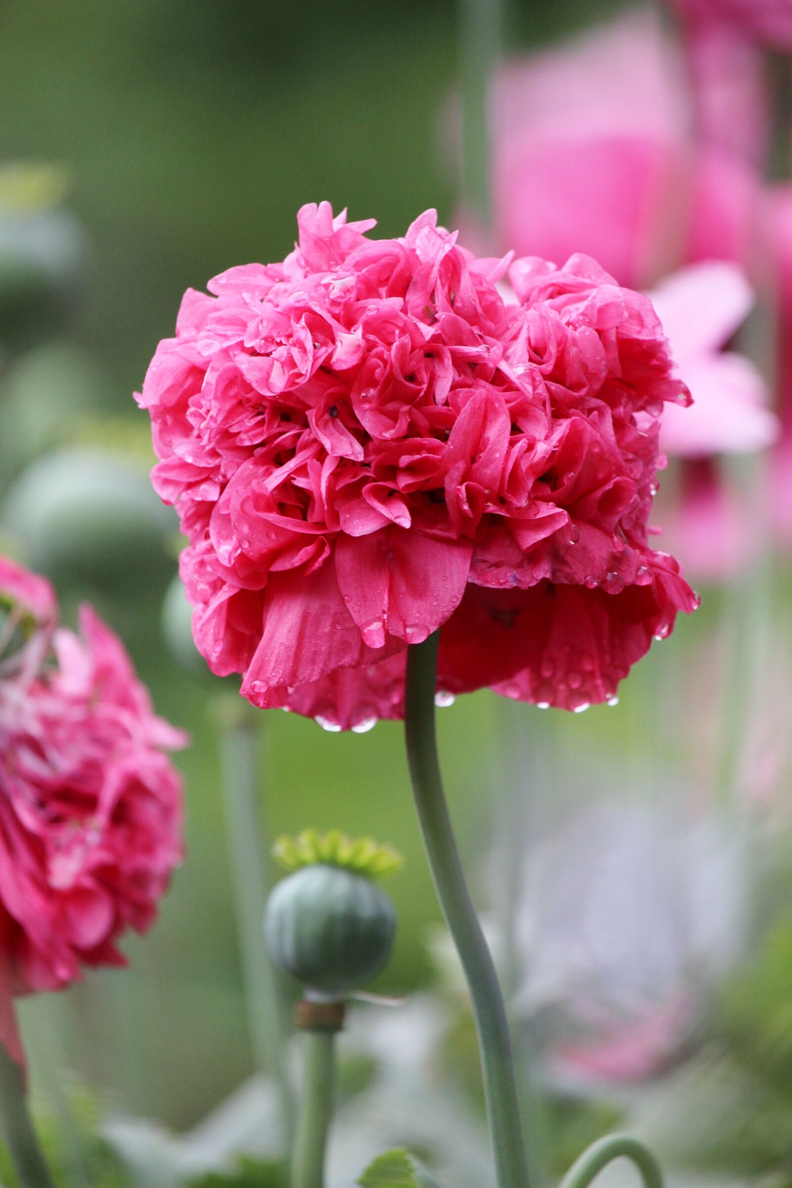 Canon EF-S 55-250mm F4-5.6 IS STM sample photo. Poppy, flower, pink photography