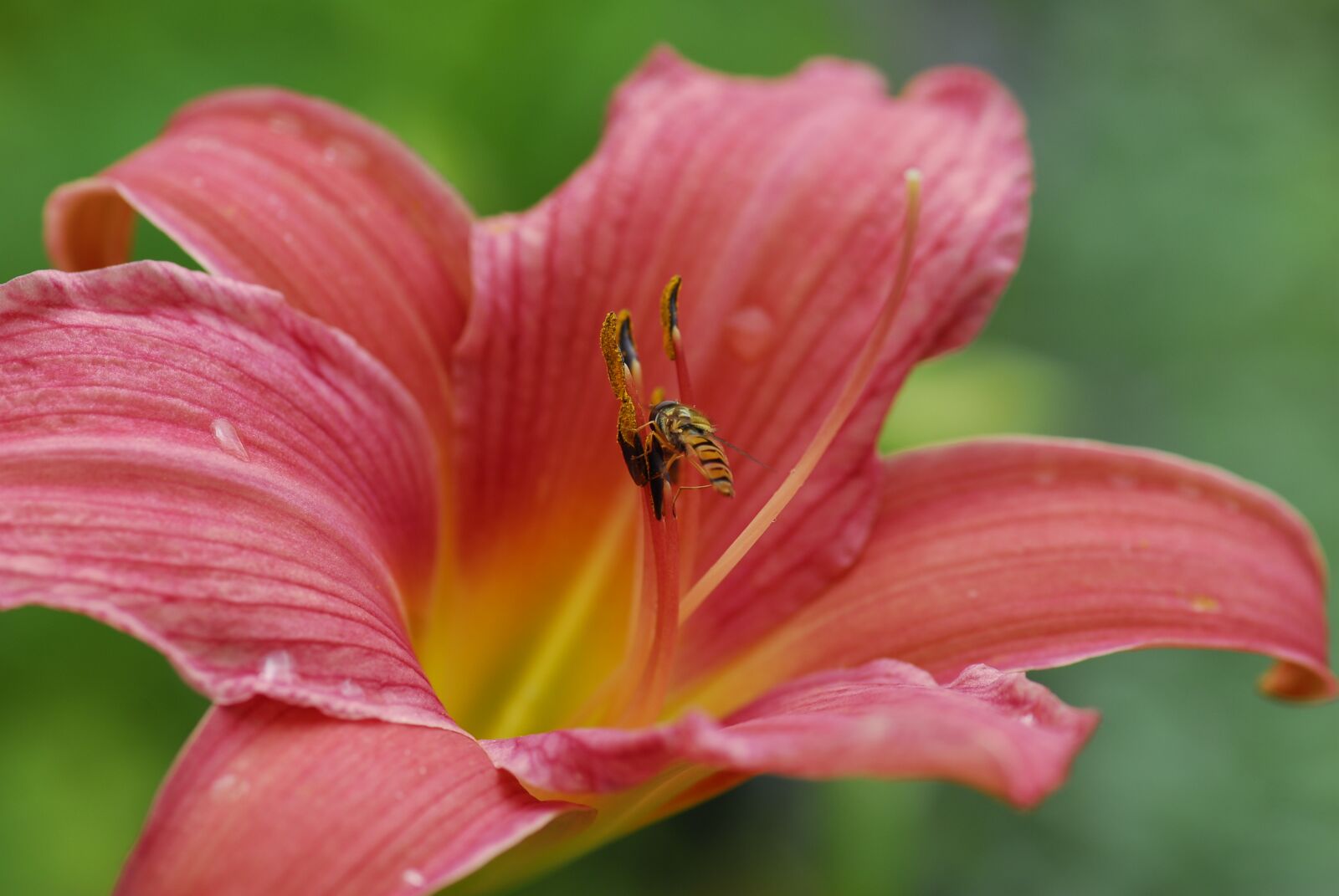 Nikon D200 sample photo. Flower, nature, plant photography
