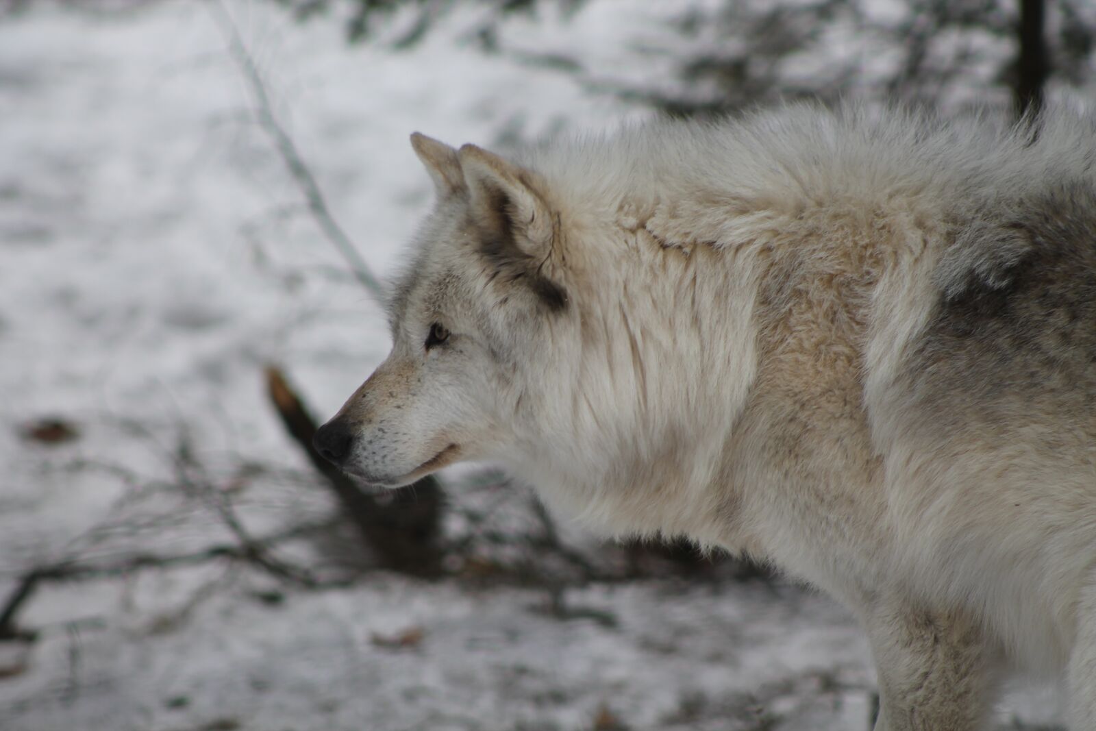 Canon EOS 1100D (EOS Rebel T3 / EOS Kiss X50) sample photo. Wolf, winter, predator photography