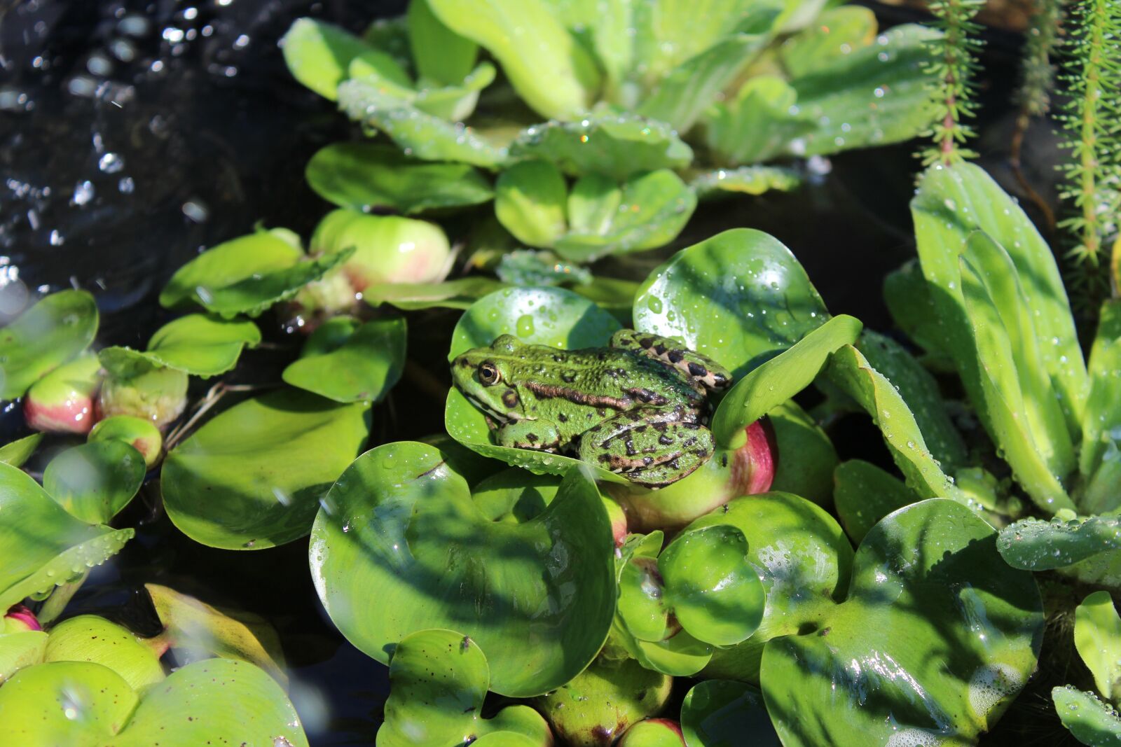 Canon EOS 1200D (EOS Rebel T5 / EOS Kiss X70 / EOS Hi) sample photo. Frog, pond, water photography