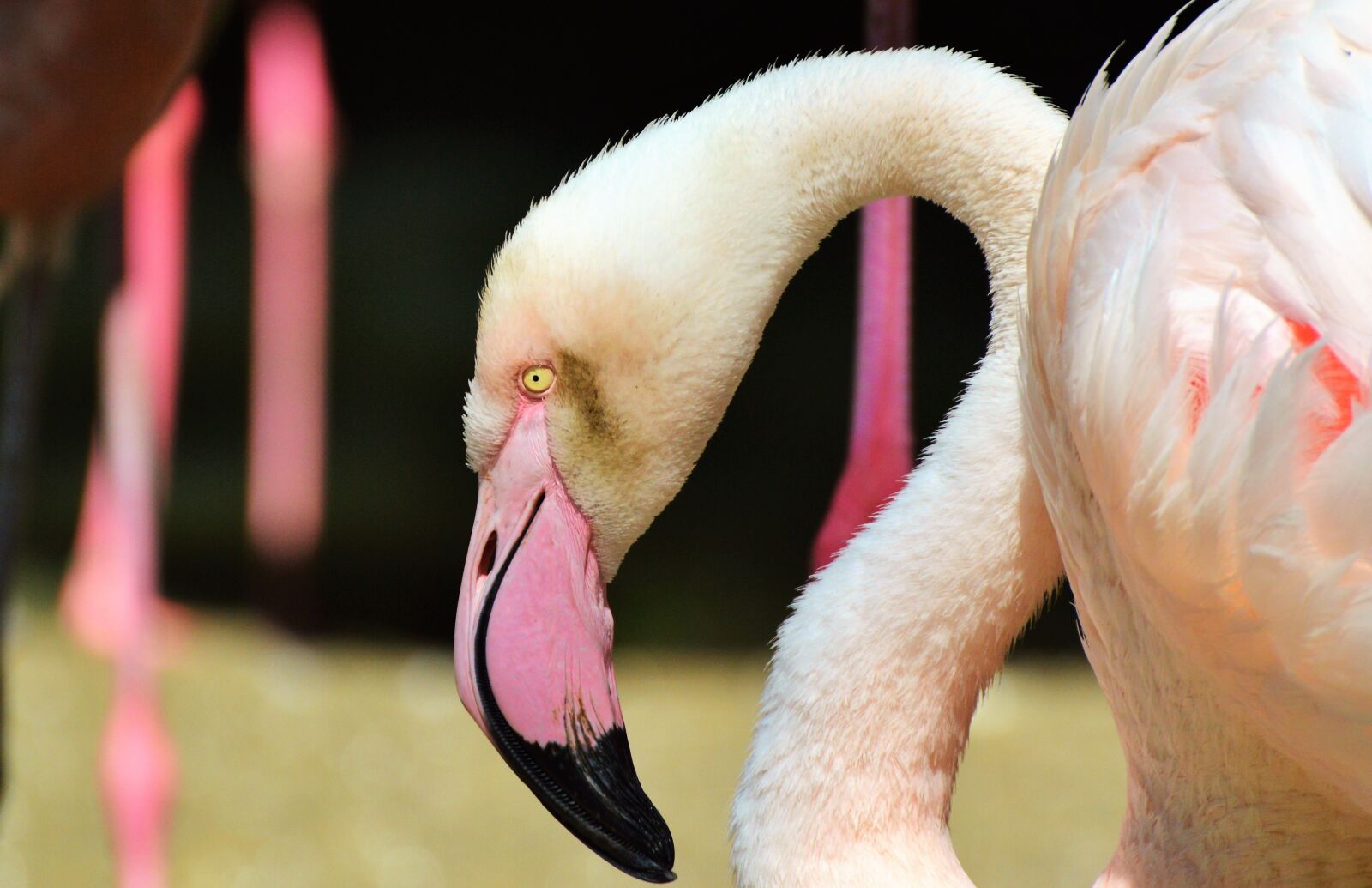 Nikon D3200 sample photo. Flamingo, bird, pink photography