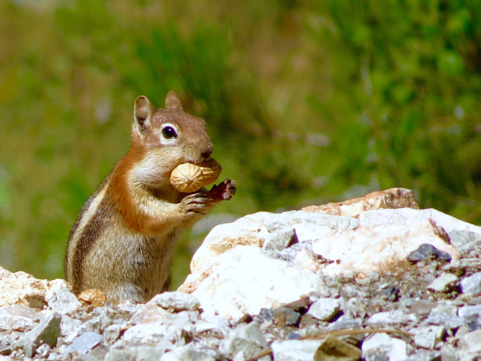 Sony Cyber-shot DSC-HX90V sample photo. Ground squirrel, animal, rodent photography