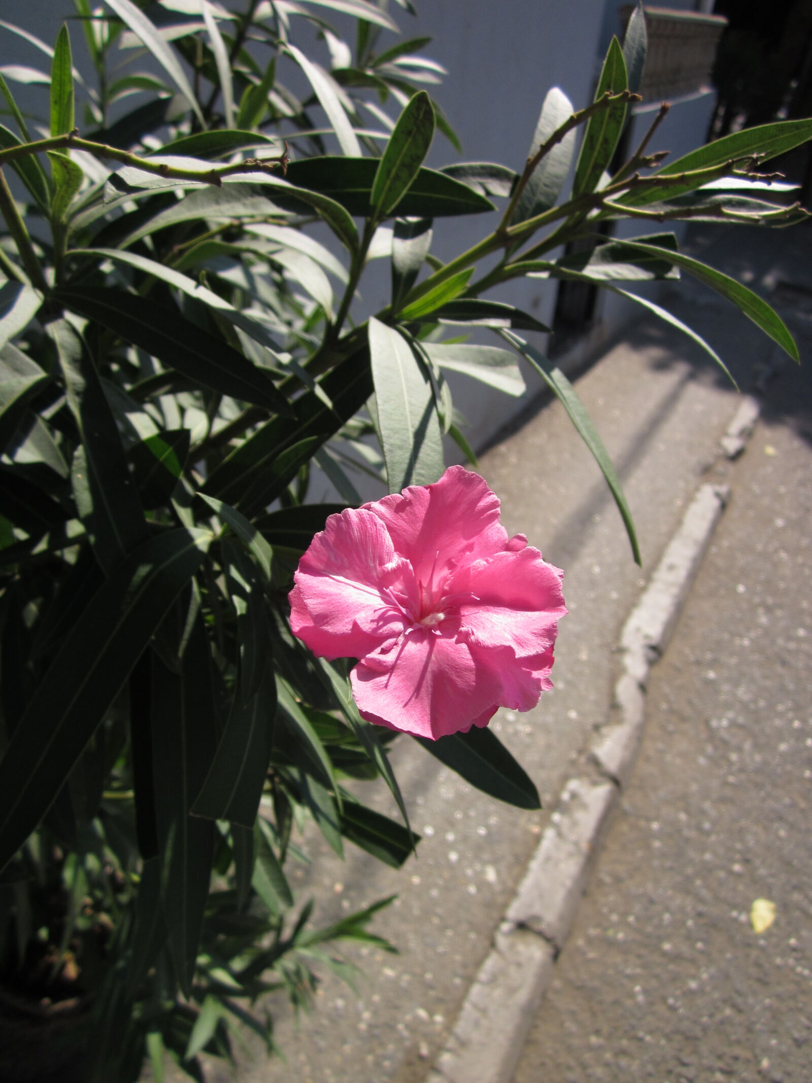 Canon PowerShot A1200 sample photo
