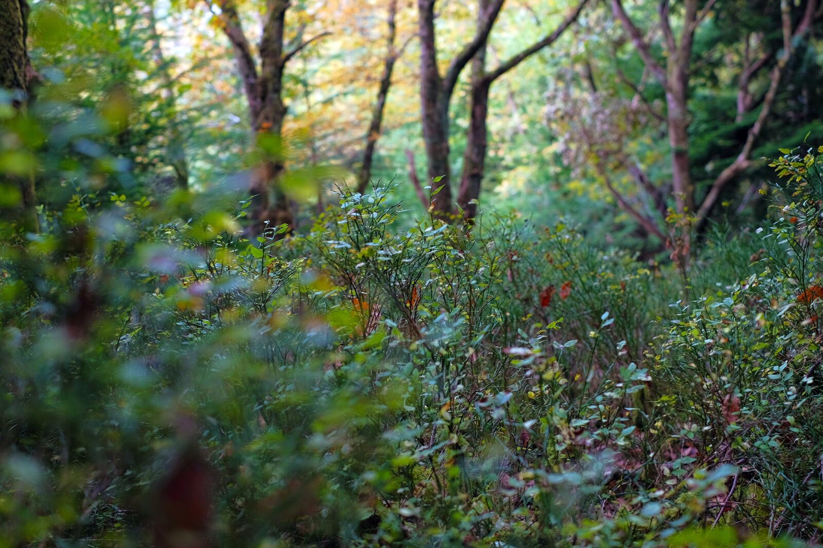 Fujifilm X-T1 + Fujifilm XF 35mm F1.4 R sample photo. Forest, bilberries, green photography