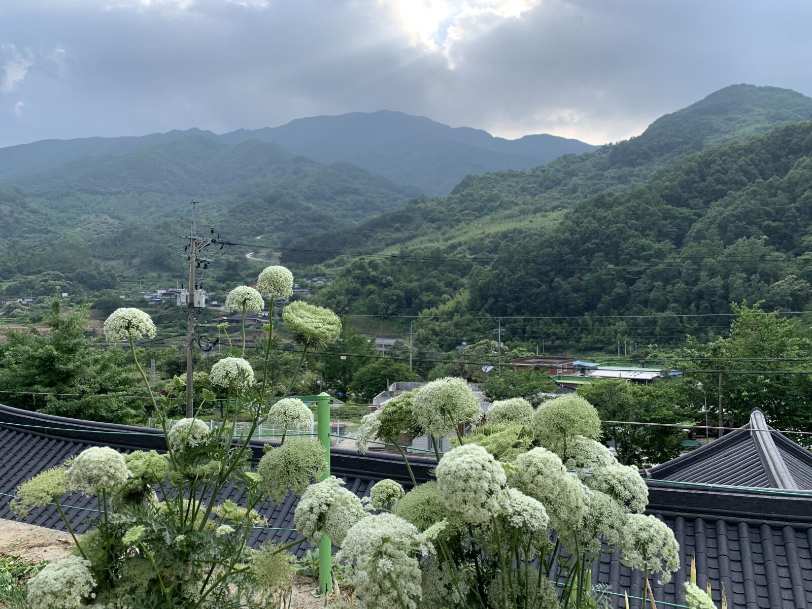 iPhone XS Max back dual camera 4.25mm f/1.8 sample photo. Carrot flower, king city photography