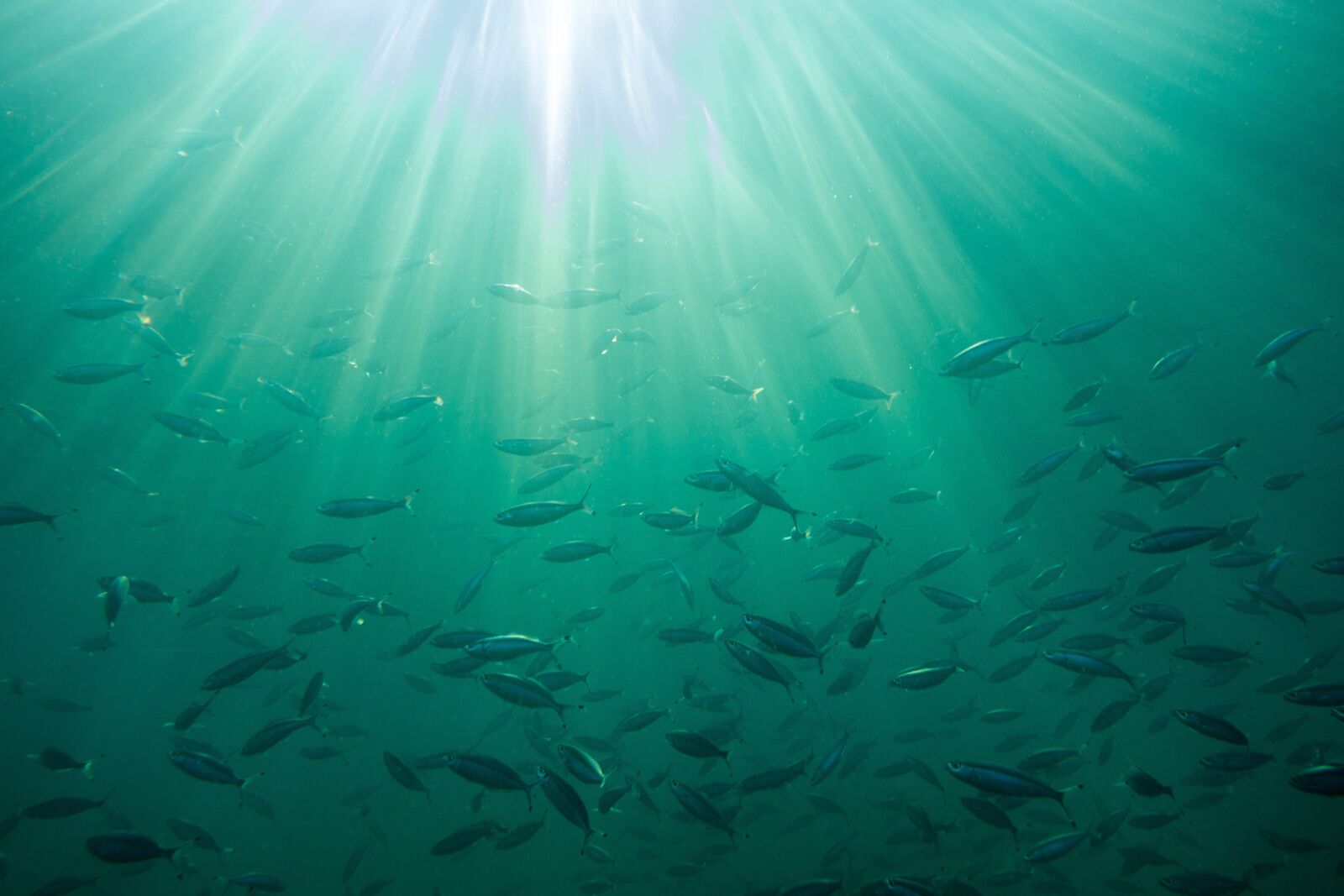 Sony Cyber-shot DSC-RX100 II sample photo. Sea, background, ocean photography
