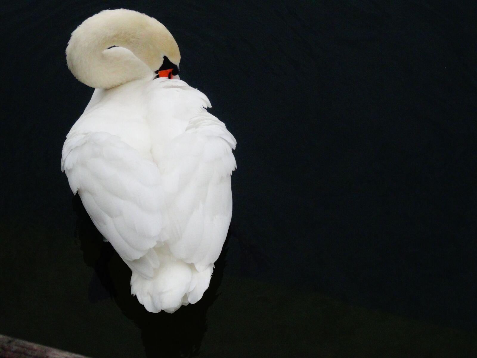 Sony Cyber-shot DSC-HX50V sample photo. Swan, bird, water bird photography