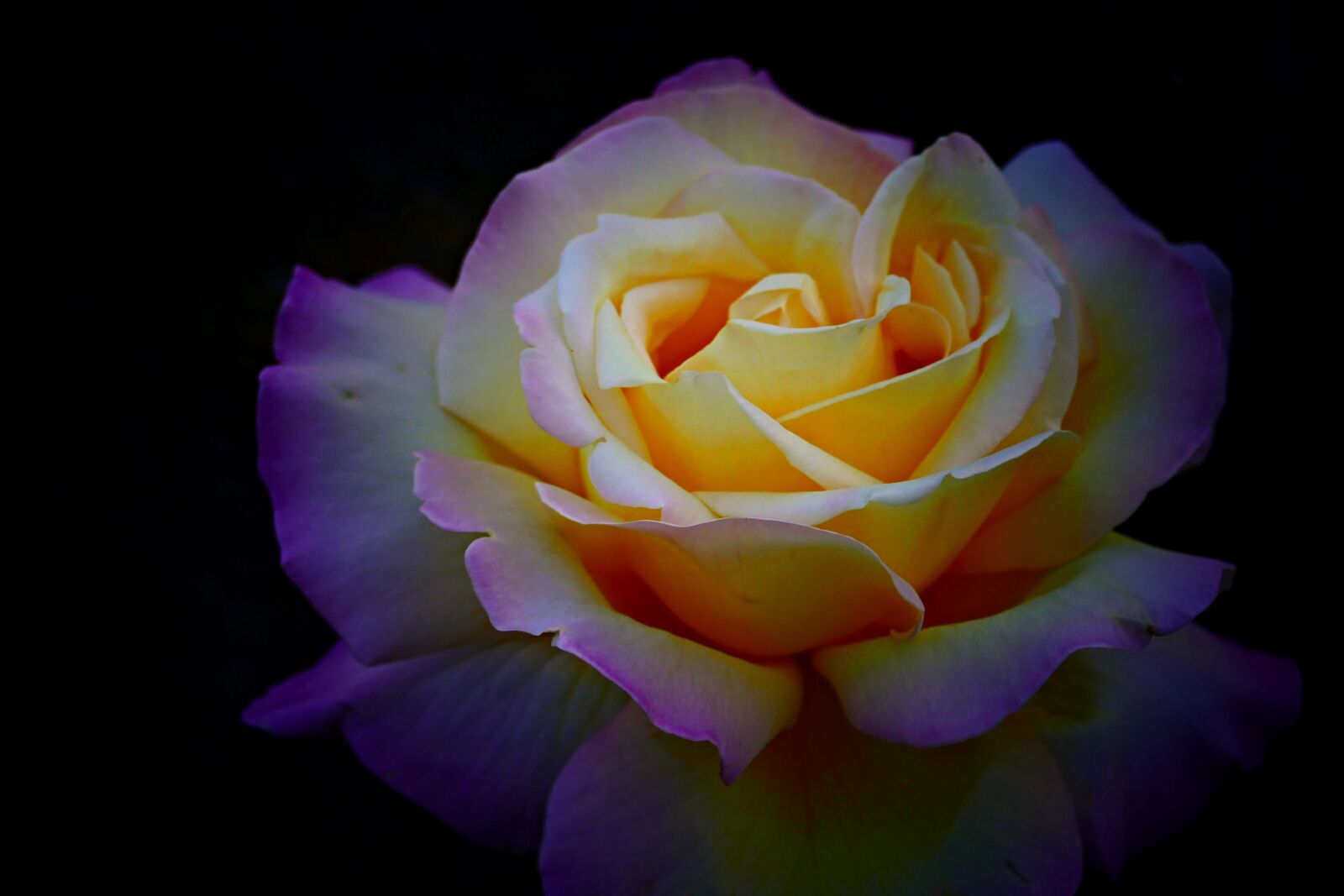 Panasonic Lumix DMC-FZ1000 sample photo. Rose, flower, detail photography