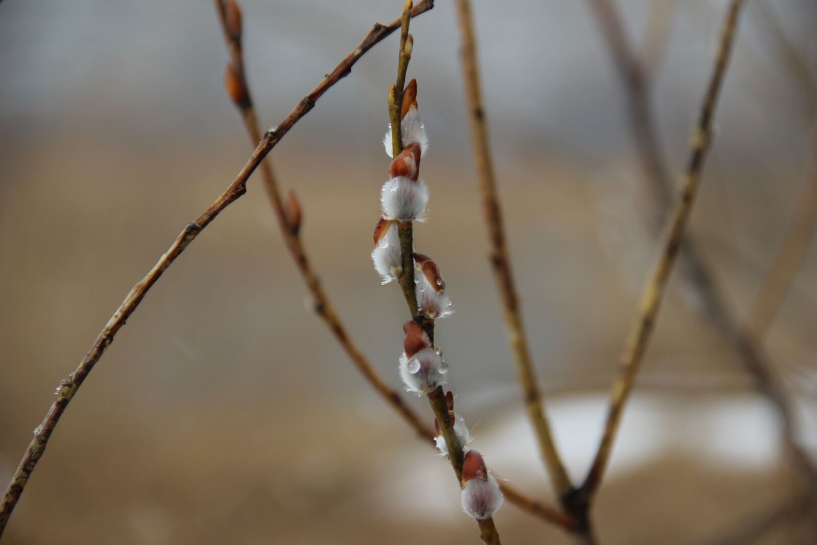 Canon EOS 600D (Rebel EOS T3i / EOS Kiss X5) sample photo. Nature, outdoors, winter photography