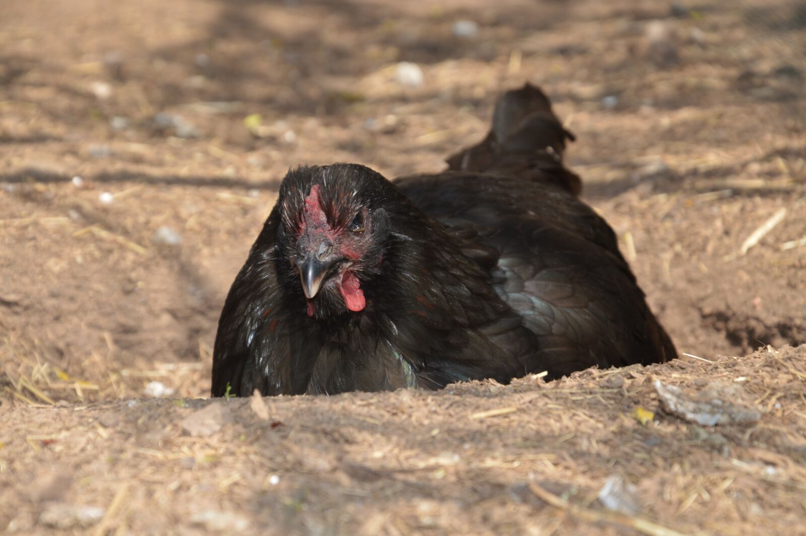 Nikon D3200 sample photo. Chicken, poultry, farm photography