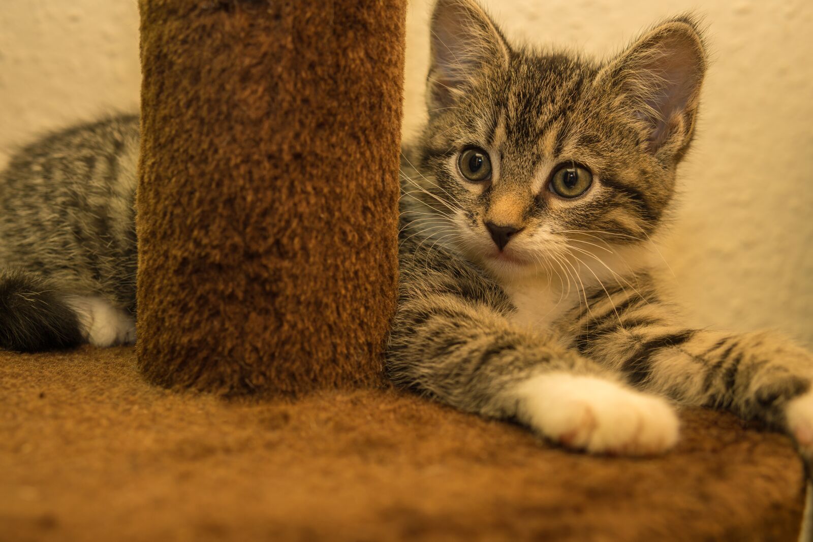 30mm F1.4 DC DN | Contemporary 016 sample photo. Cat, small, mackerel photography