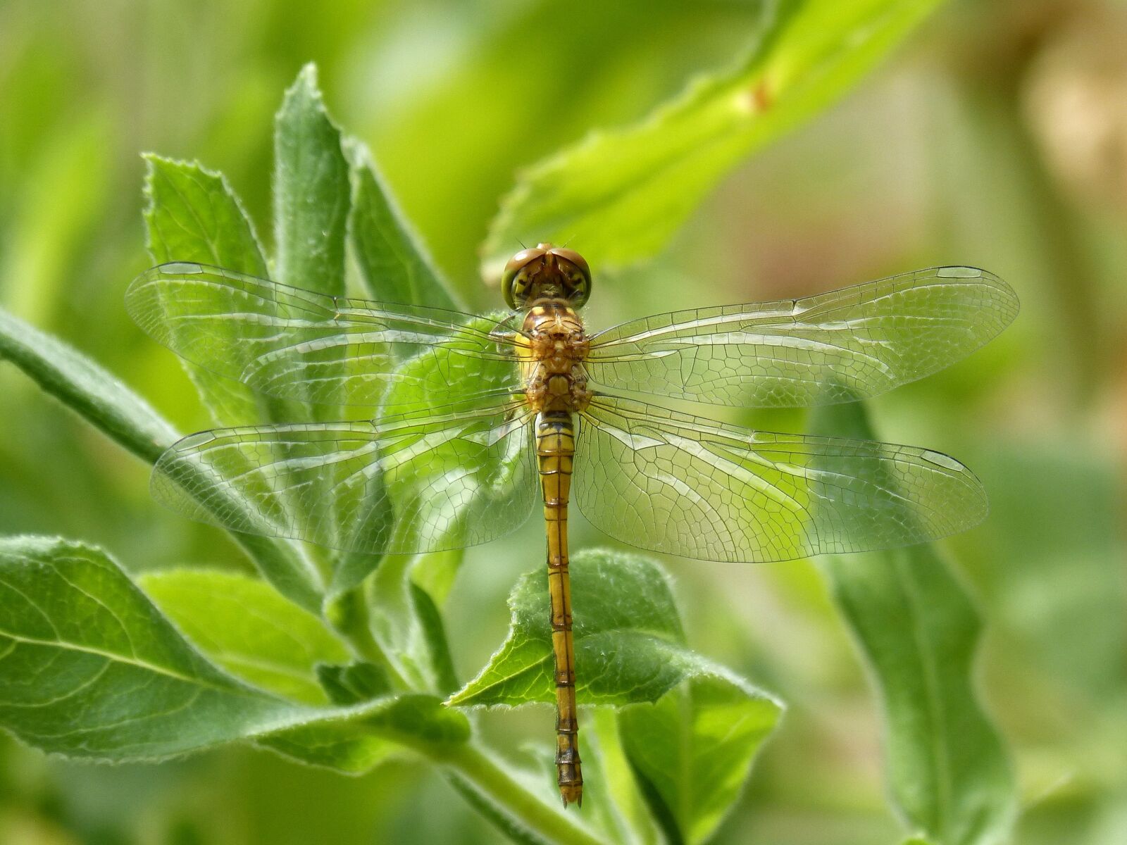 Panasonic DMC-FZ62 sample photo. Dragonfly marilla, orthetrum chrysostigma photography