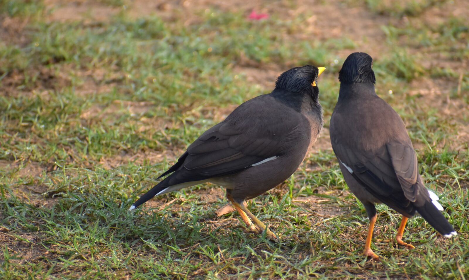 Nikon D5600 sample photo. Two mynas, mynah, acridotheres photography