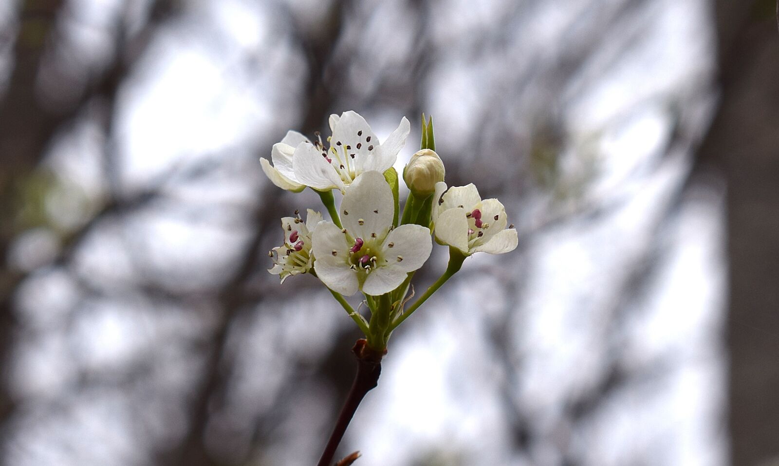 Nikon D3300 sample photo. Wild cherry blossoms, wild photography