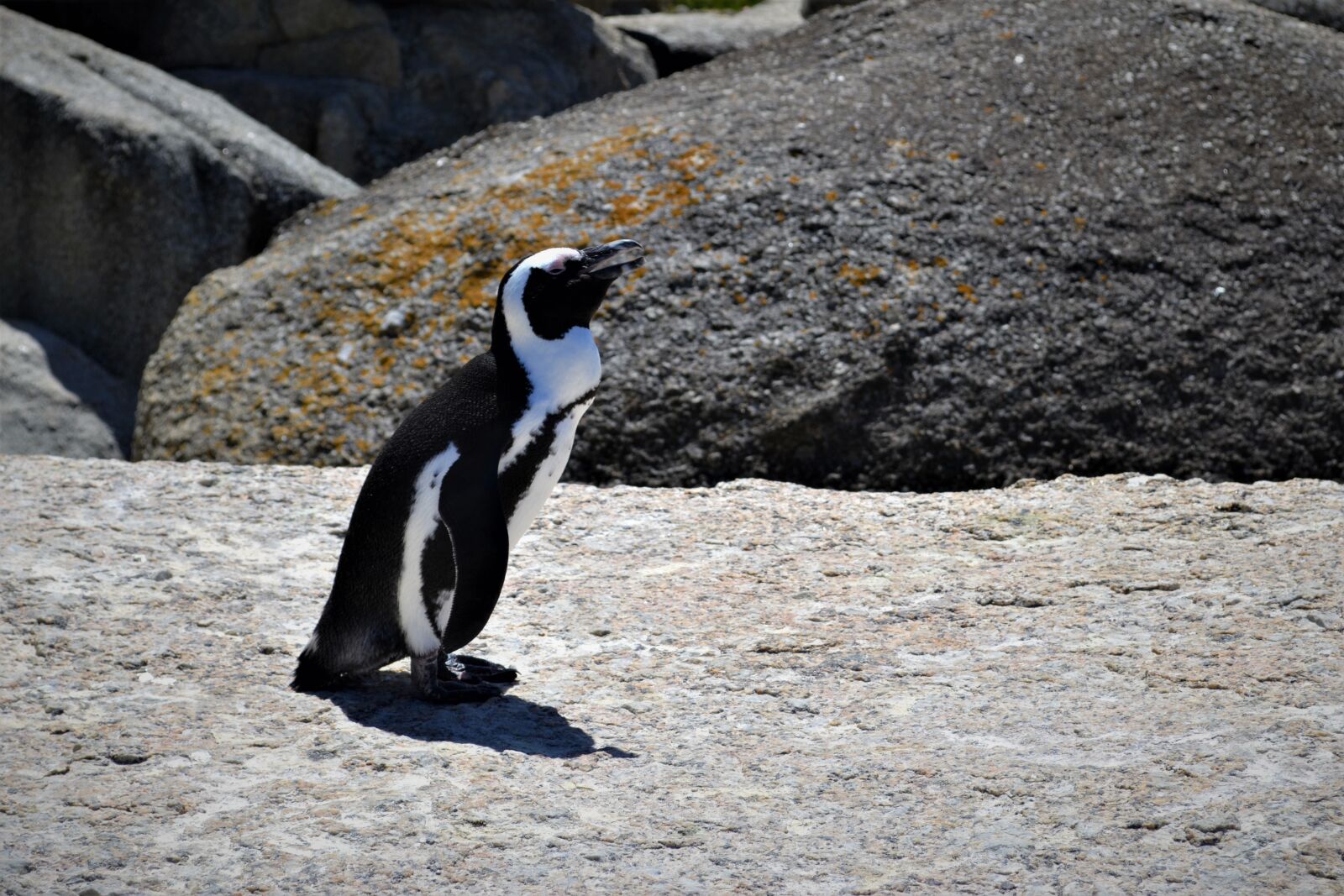 Nikon D3100 sample photo. Penguin, enjoy, drag photography