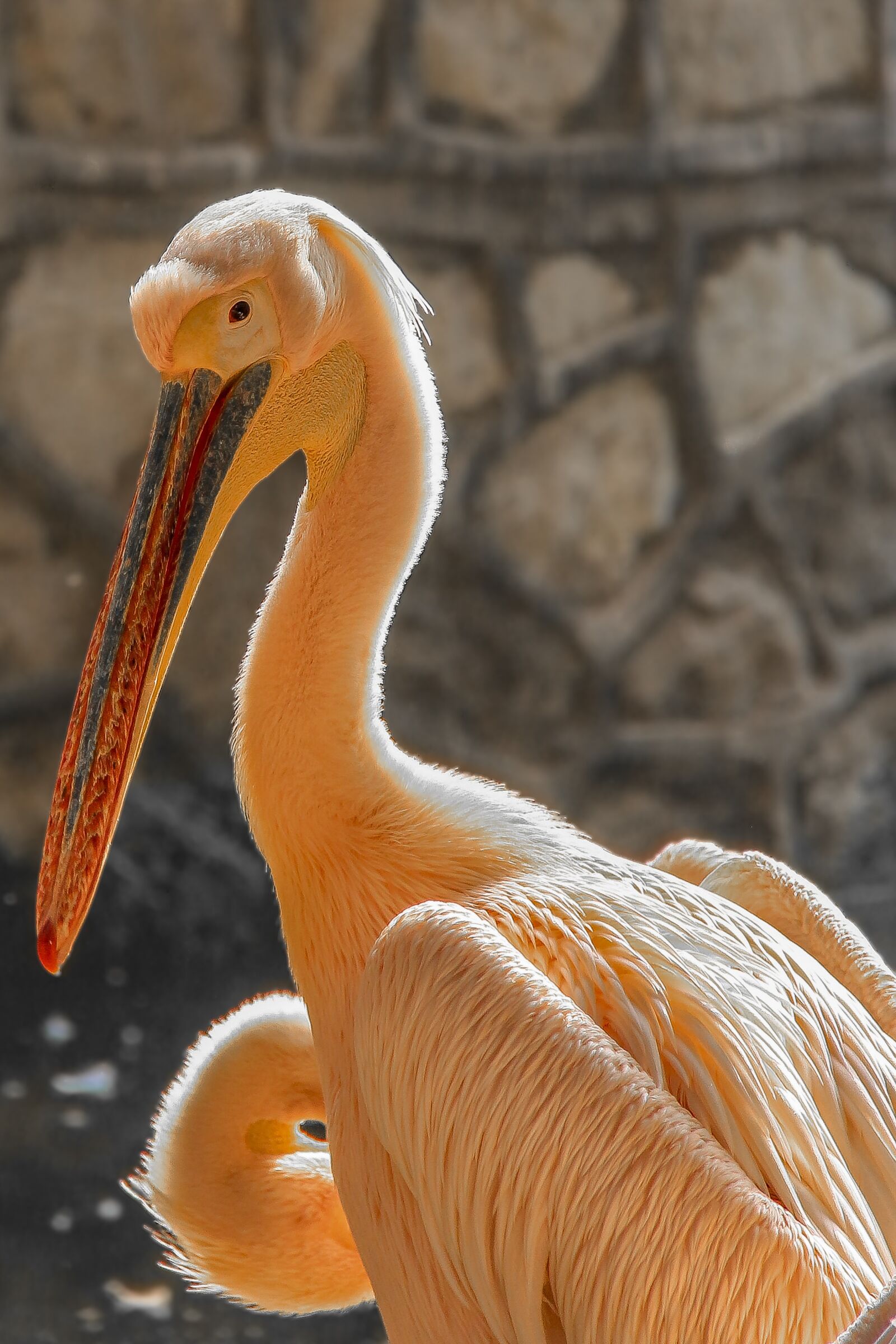 Canon EOS 650D (EOS Rebel T4i / EOS Kiss X6i) sample photo. Big, bird, zoo photography