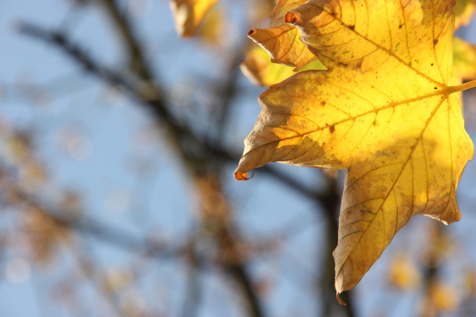 Canon EOS 550D (EOS Rebel T2i / EOS Kiss X4) sample photo. Autumn, leaf, season photography