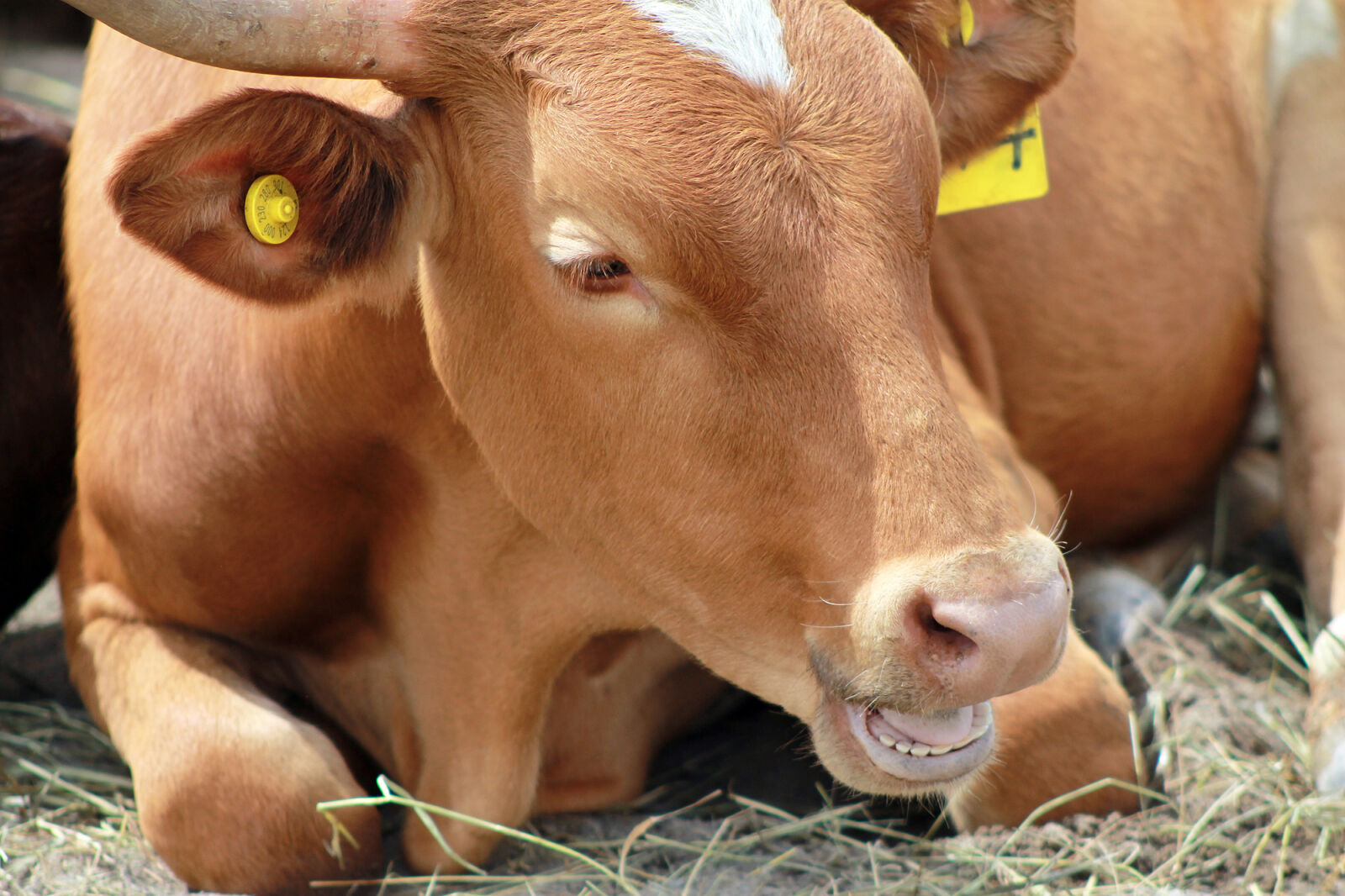 Canon EOS 1100D (EOS Rebel T3 / EOS Kiss X50) sample photo. Bovine, cow photography