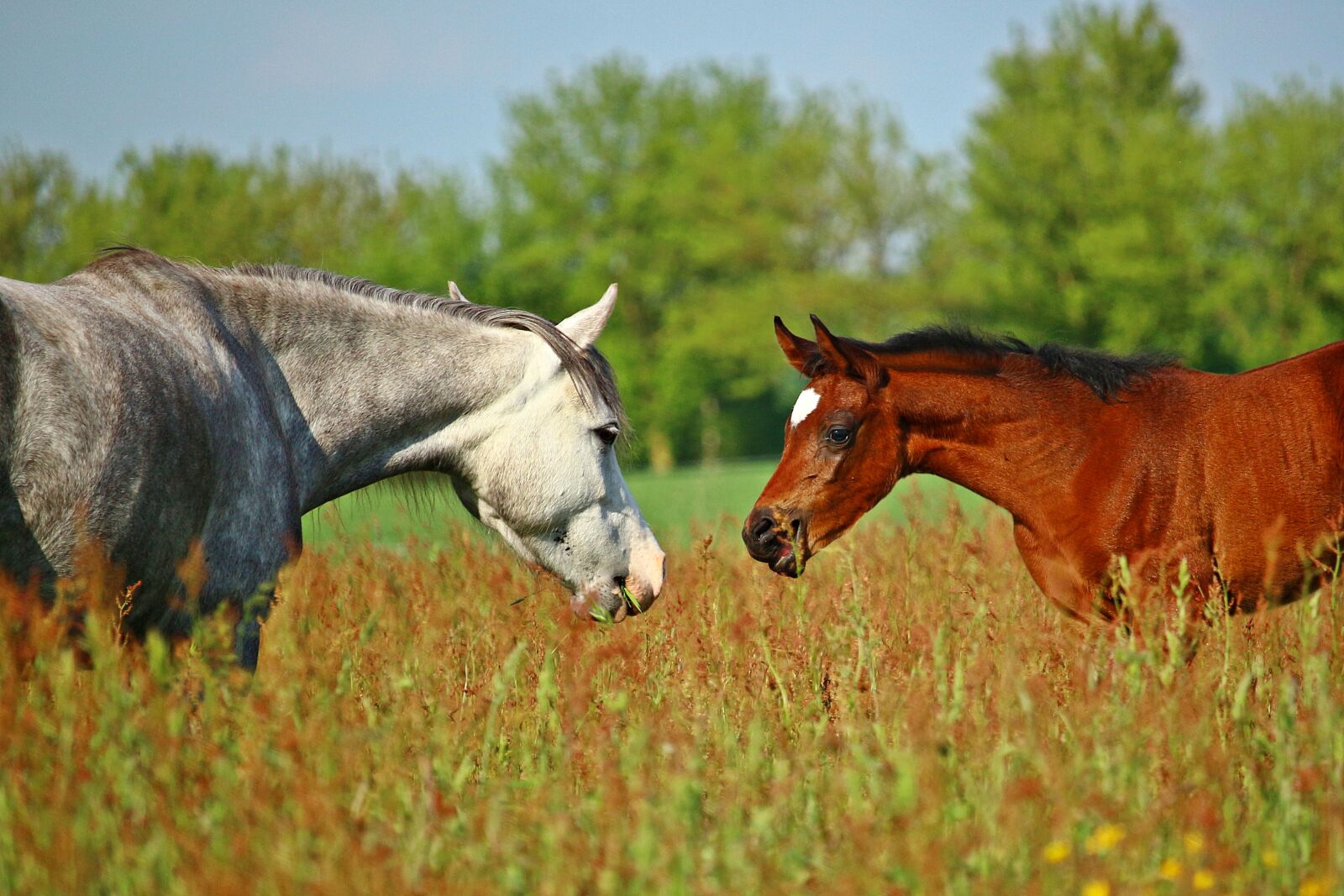 Canon EOS 100D (EOS Rebel SL1 / EOS Kiss X7) sample photo. Horse, foal, pony photography