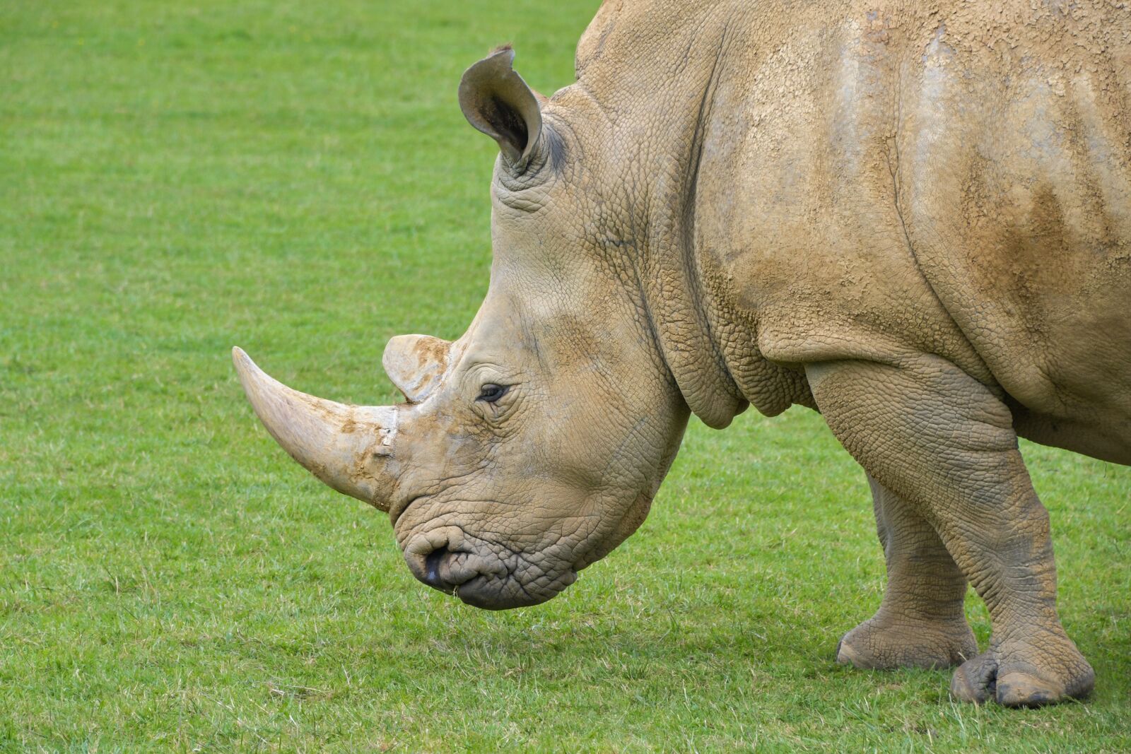 Nikon D500 sample photo. Rhinoceros, grass, horn photography