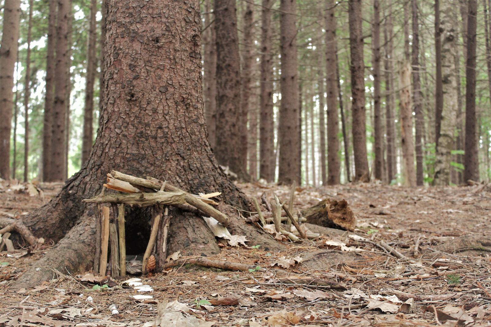 Canon EOS 1300D (EOS Rebel T6 / EOS Kiss X80) sample photo. Forest, pines, elf photography