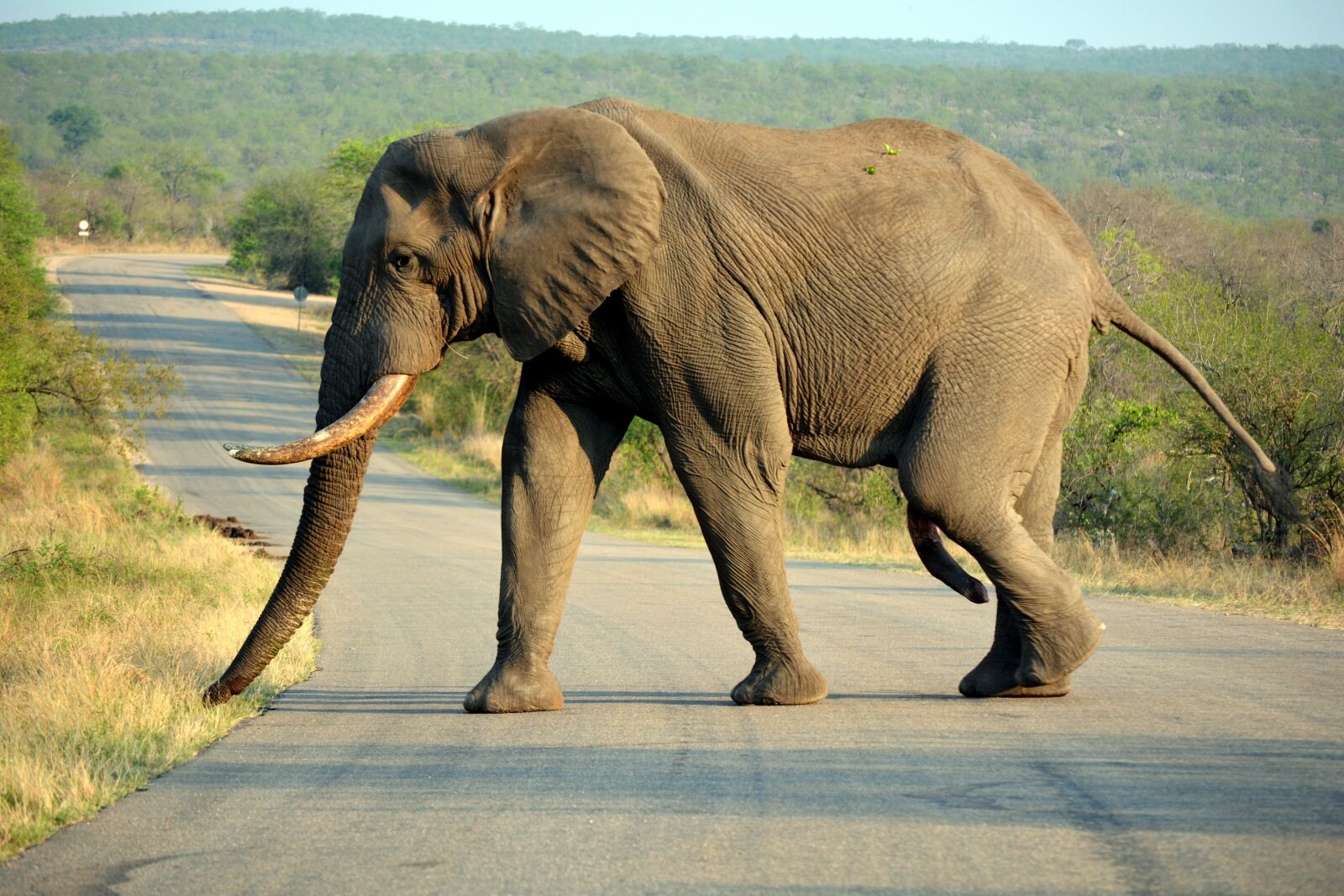 Nikon D5200 sample photo. Kruger park, south africa photography