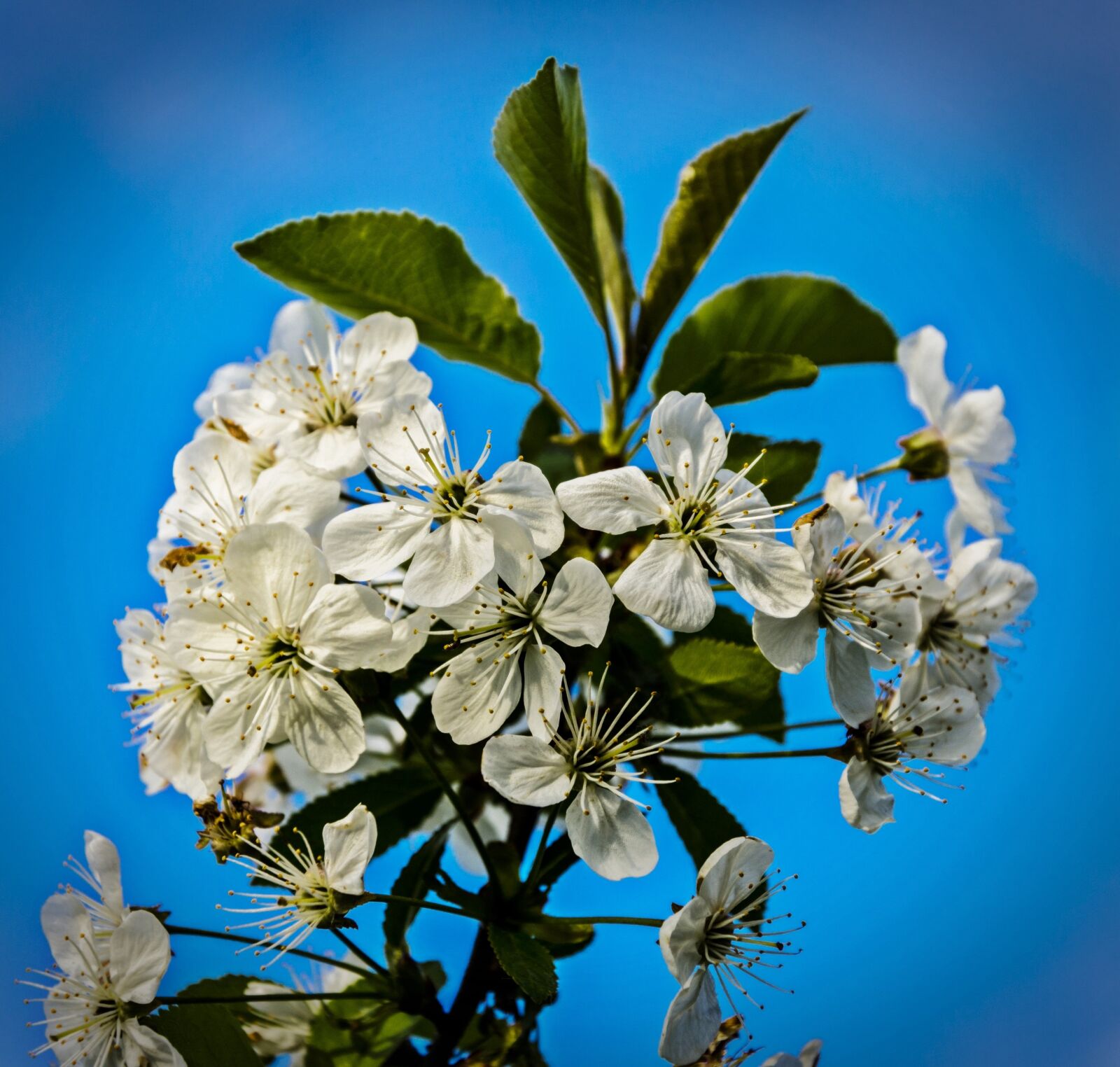Nikon D5100 sample photo. Spring, nature, apple photography