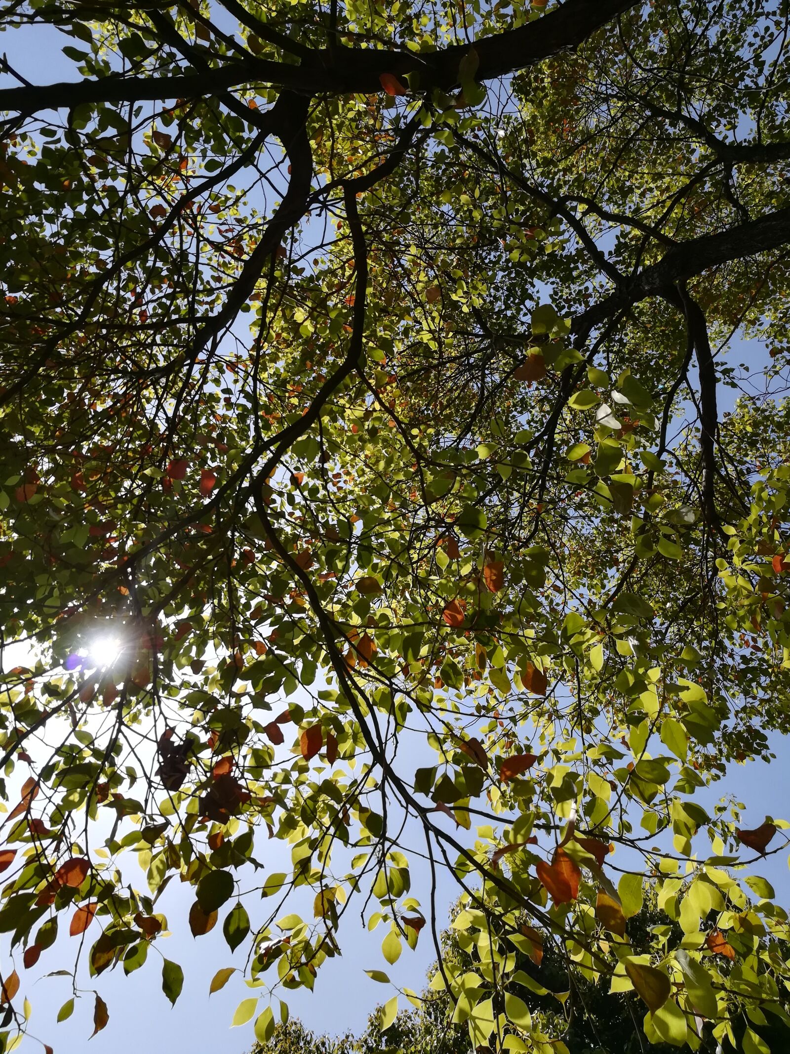 HUAWEI c??Eu?s 6X sample photo. Camphor leaves, the leaves photography