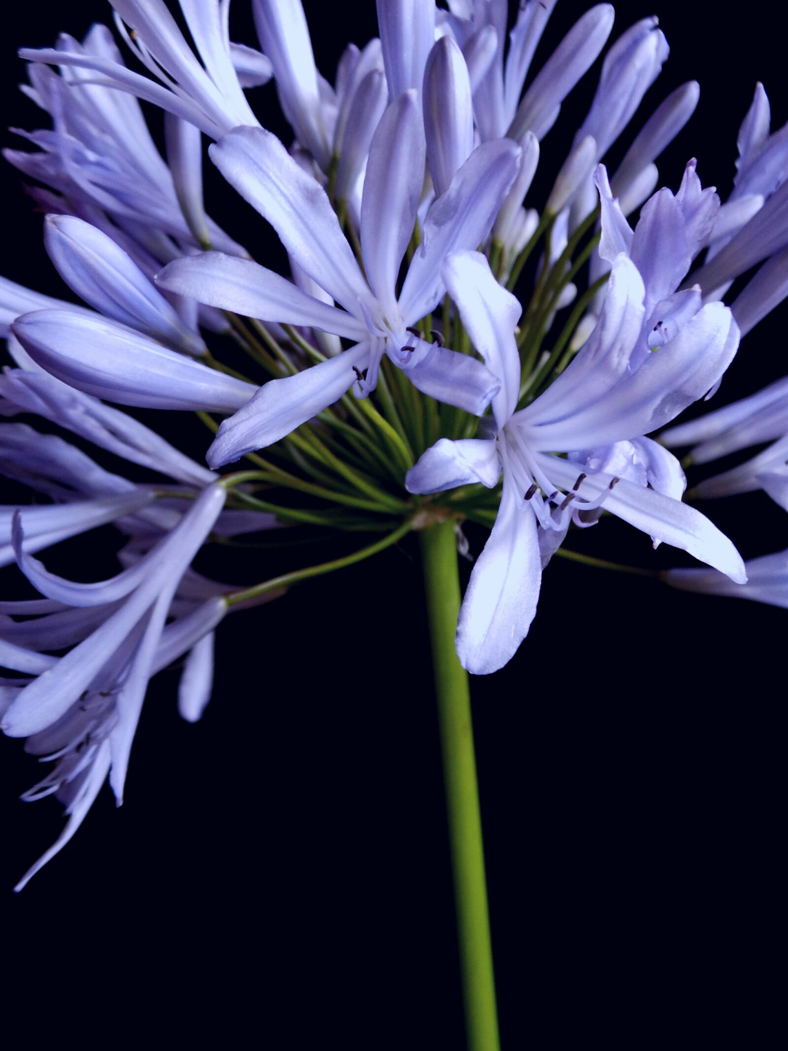 Samsung Galaxy Camera (Wi-Fi) sample photo. Flower, blue, spring photography
