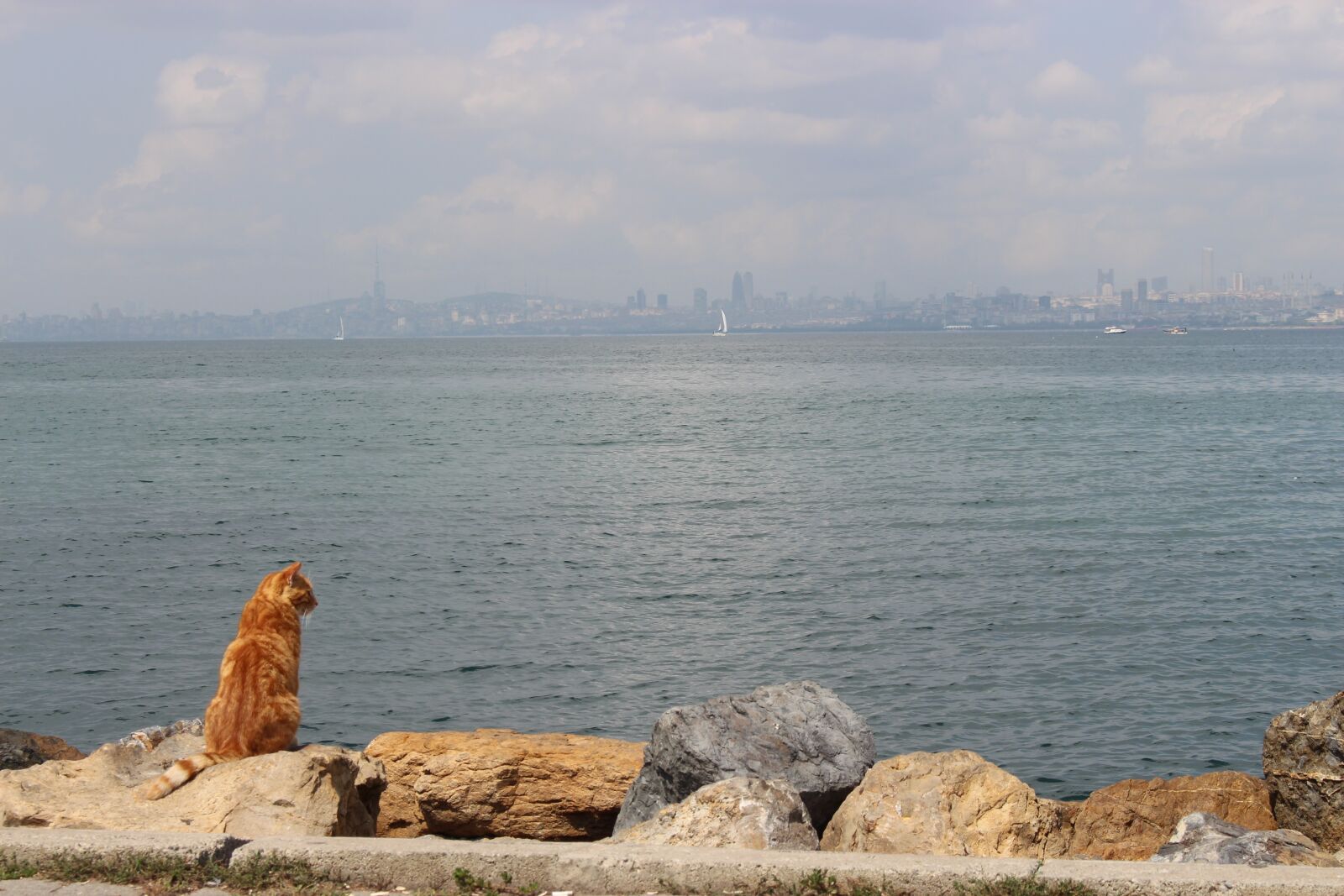 Canon EOS 700D (EOS Rebel T5i / EOS Kiss X7i) sample photo. Water, sea, cat photography