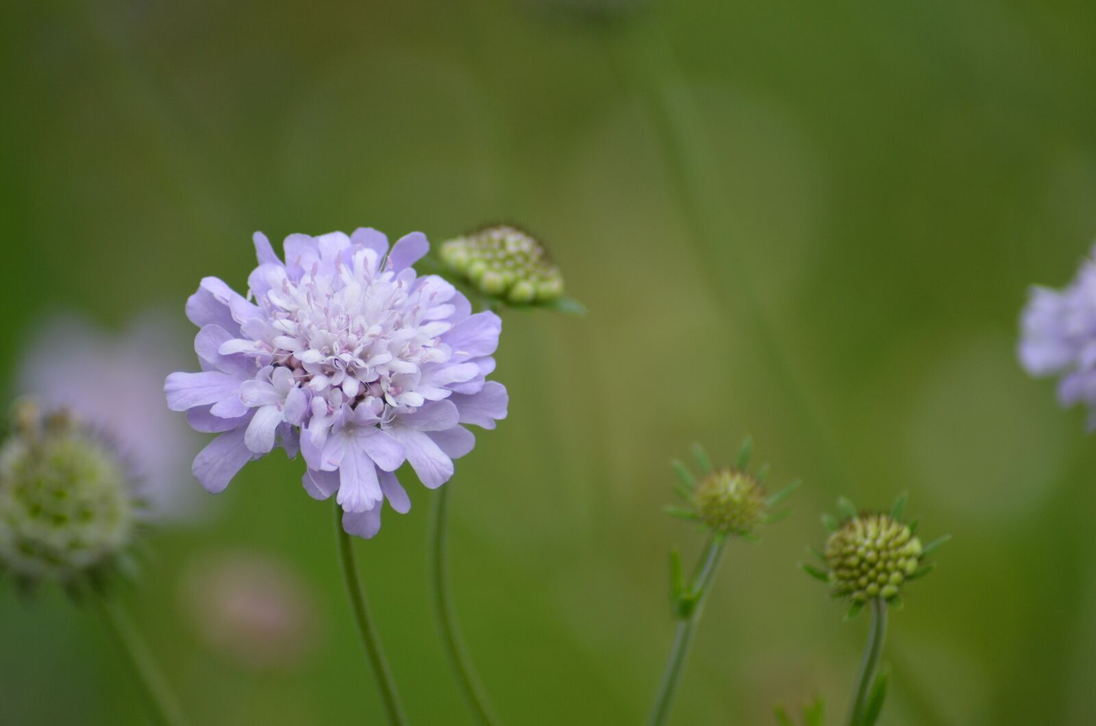 Nikon D5100 sample photo. Flower, blossom, bloom photography