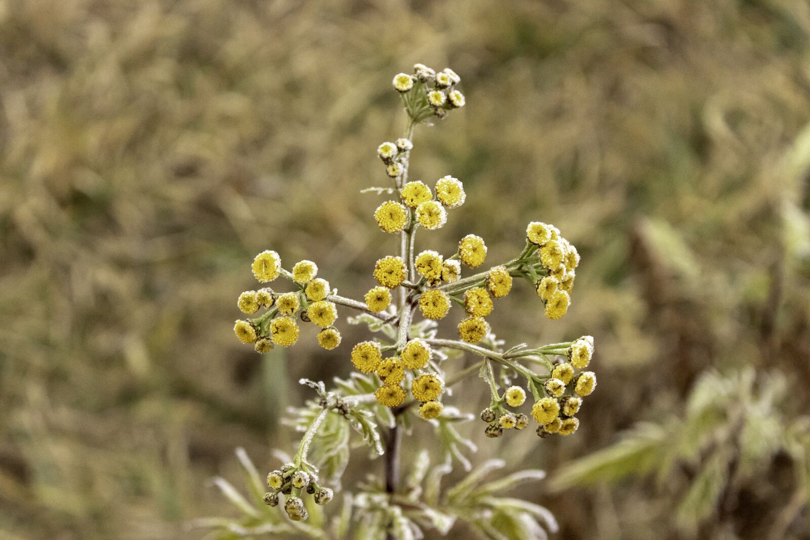 Canon EOS 1300D (EOS Rebel T6 / EOS Kiss X80) sample photo. Wildflower, dry, cold photography