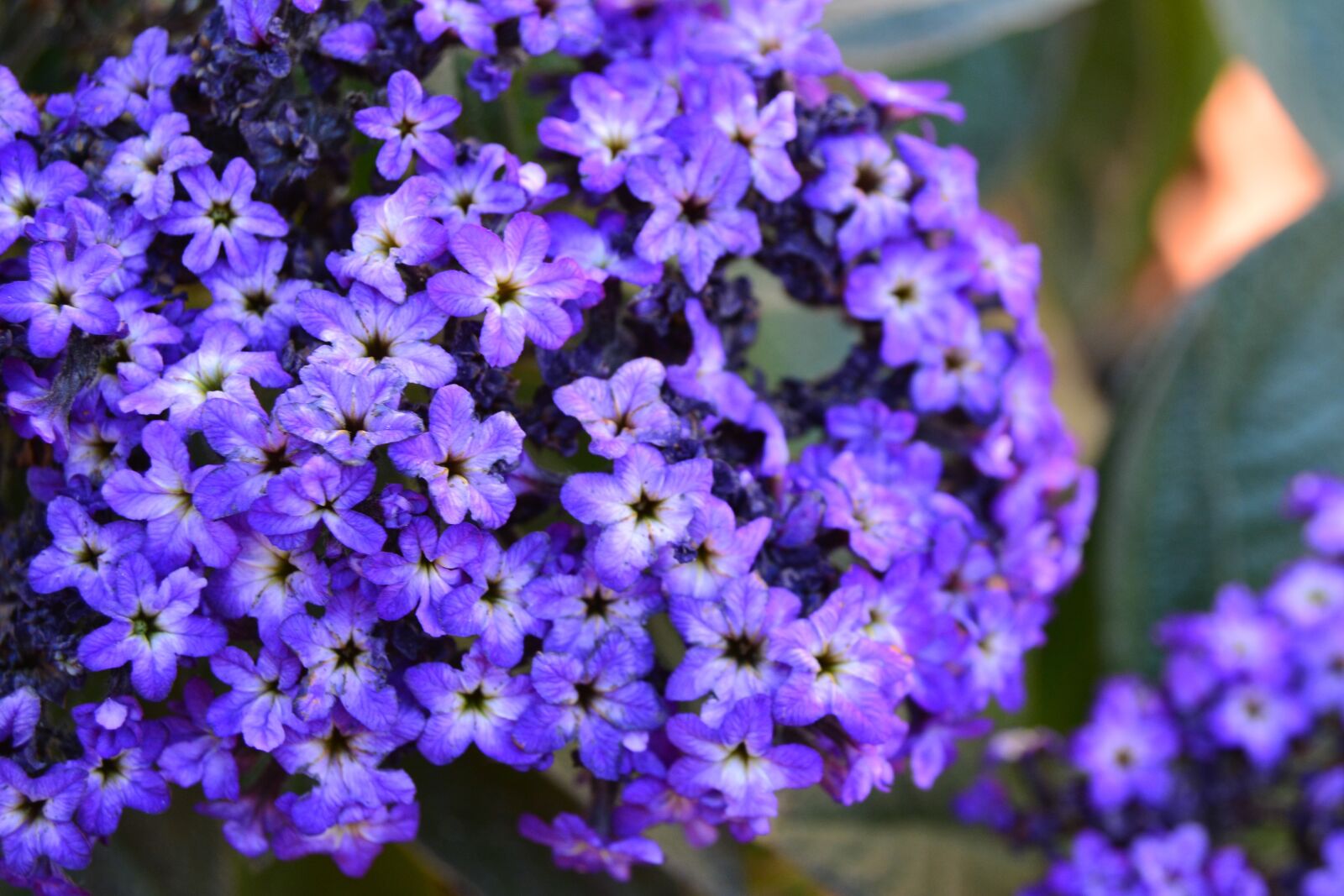 Nikon D5200 sample photo. False heather, heather, flowers photography