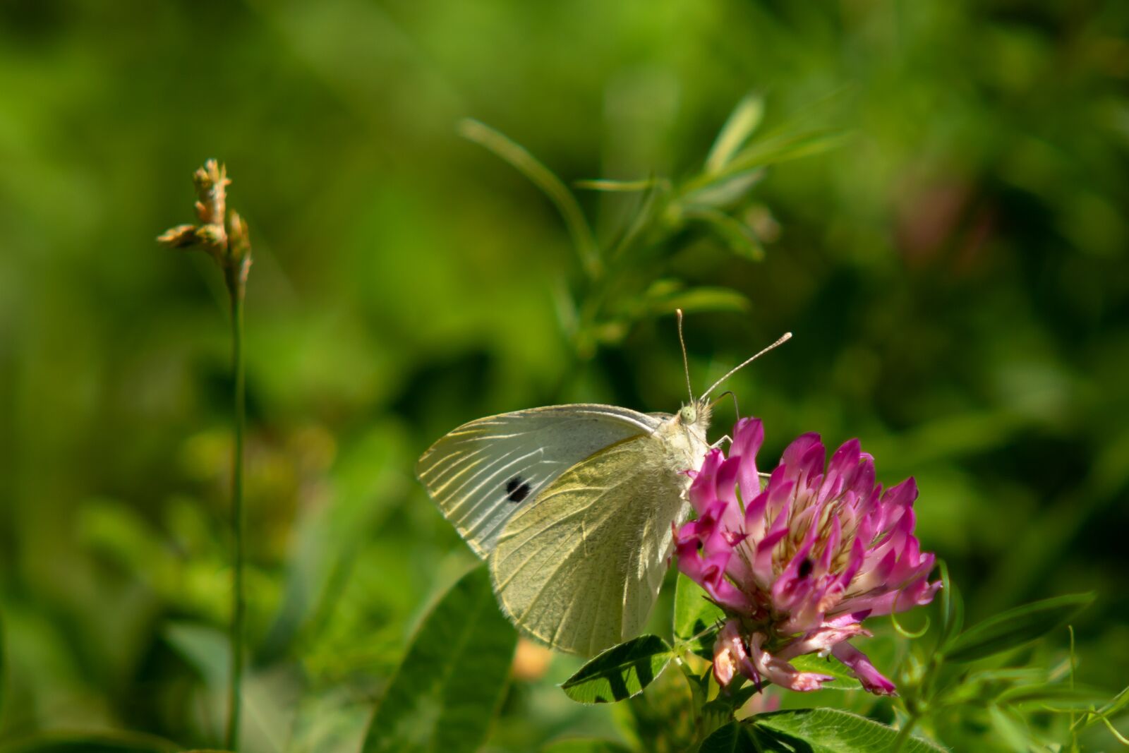 Canon EOS 7D Mark II sample photo. Butterfly, white ling, blossom photography