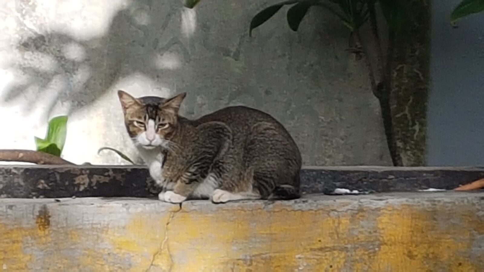 Samsung Galaxy S7 Edge sample photo. Stray cat, morning, bandung photography